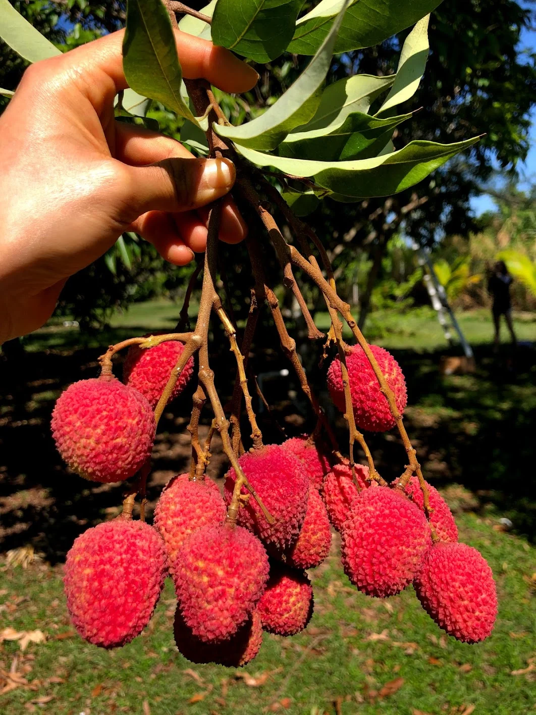 Lychee - Mauritius Variety *Pre-Order* - Image 7