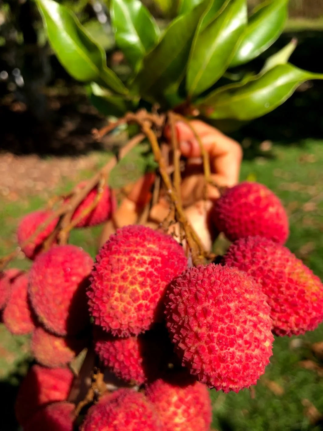 Lychee - Mauritius Variety *Pre-Order* - Image 8