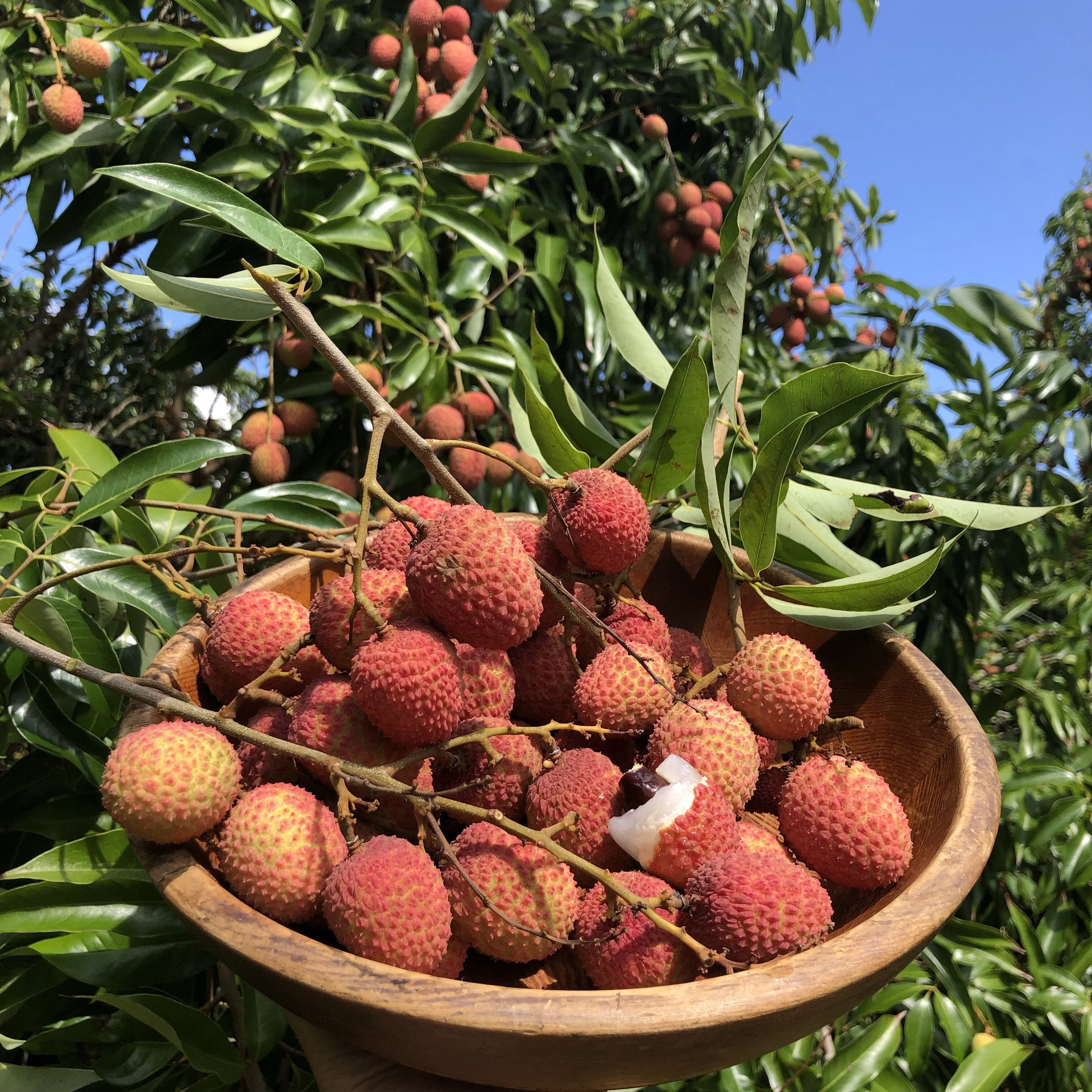 Lychee - Mauritius Variety *Pre-Order* - Image 9
