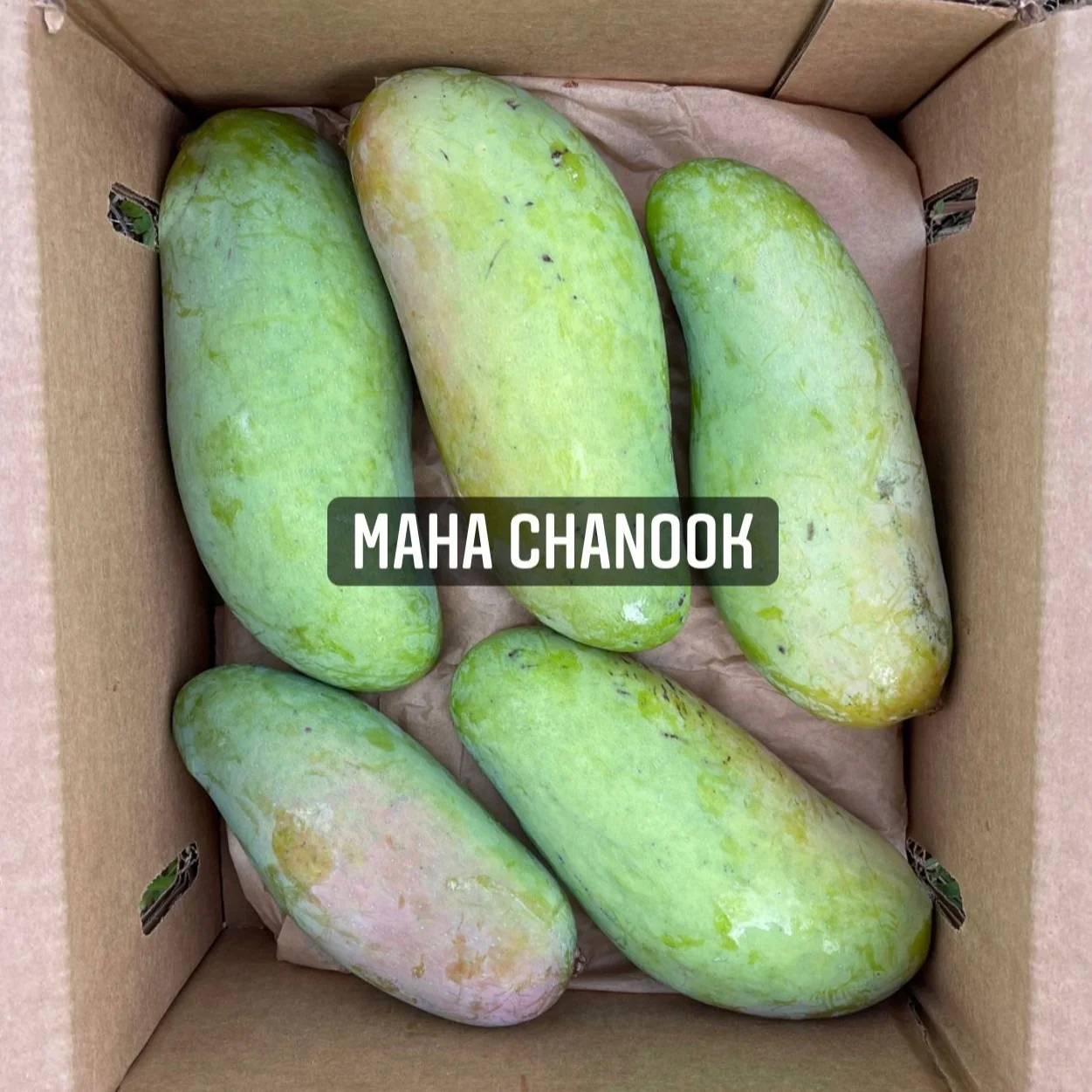 Mahachanok Mango *Pre-Order* - Image 2