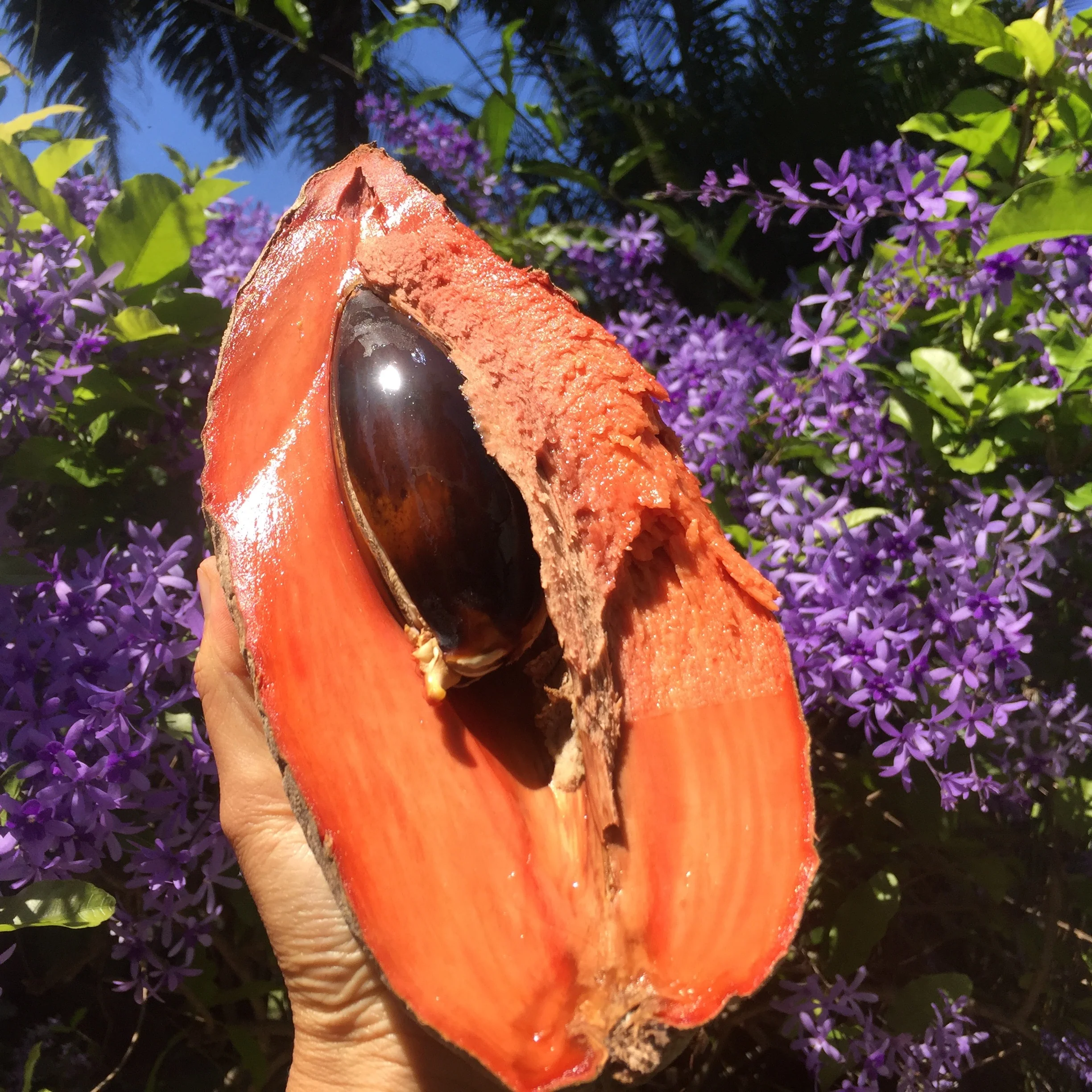 Mamey Sapote