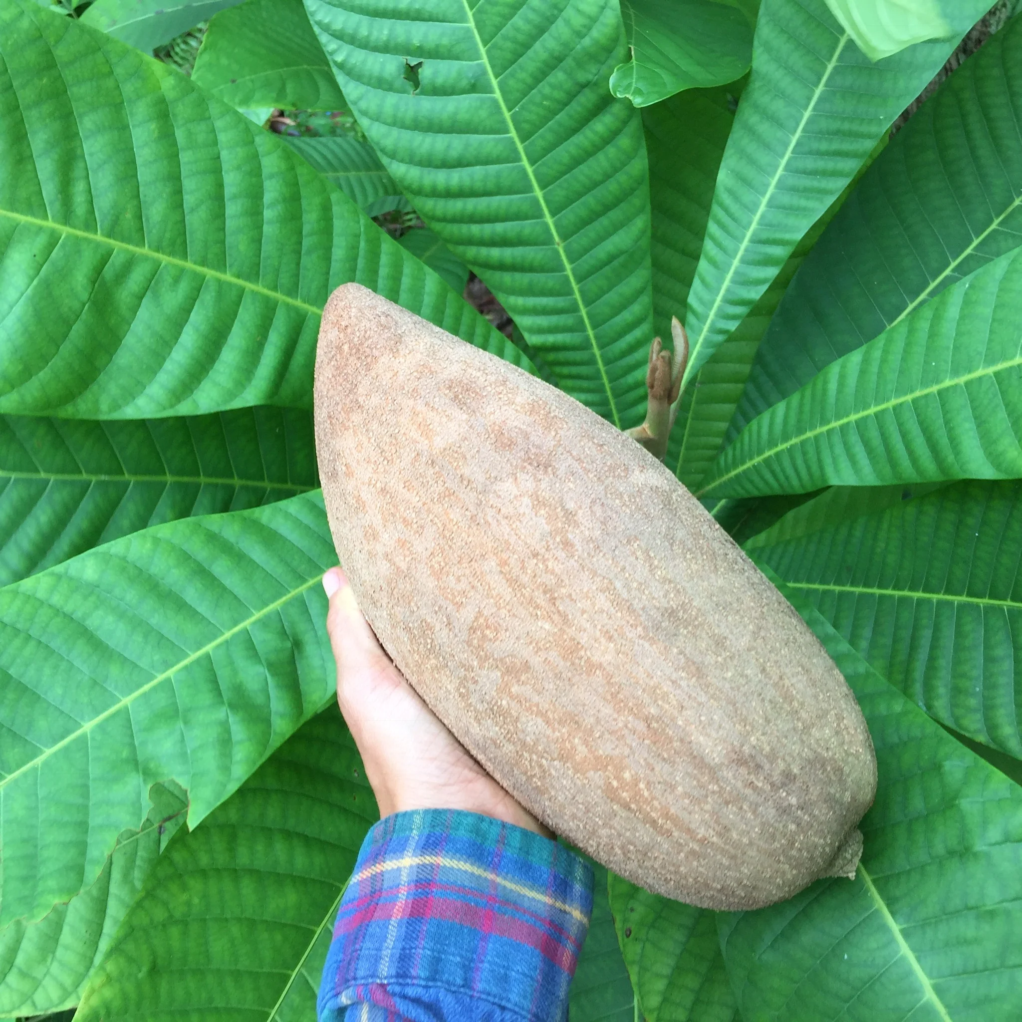 Mamey Sapote - Image 10