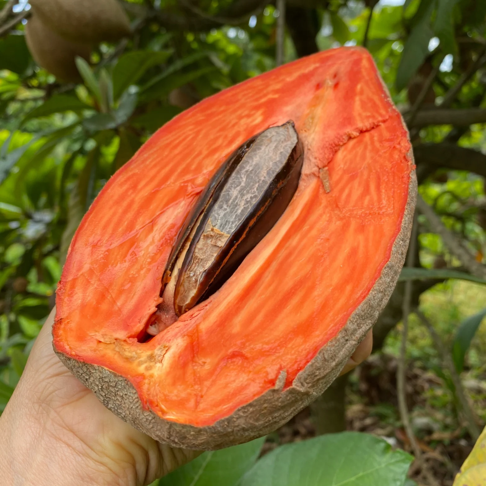 Mamey Sapote - Image 11