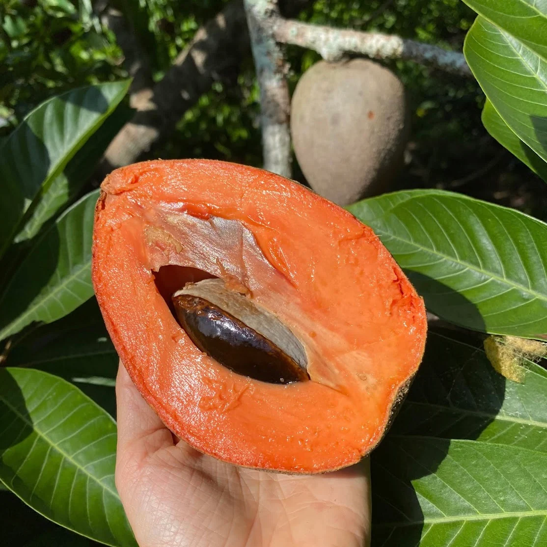 Mamey Sapote - Image 13