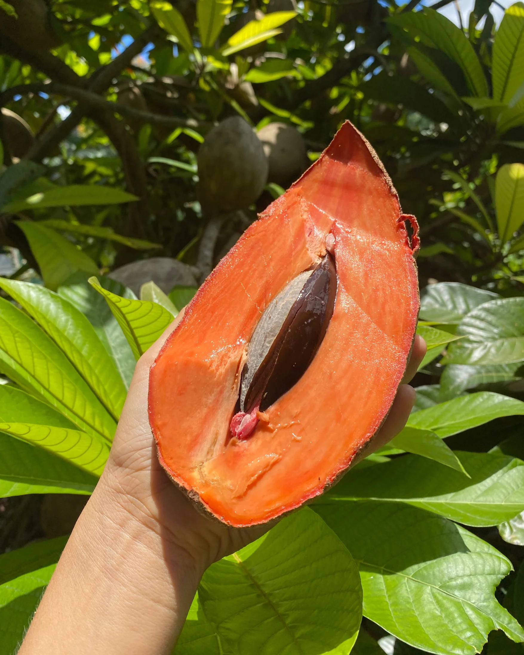 Mamey Sapote - Image 15