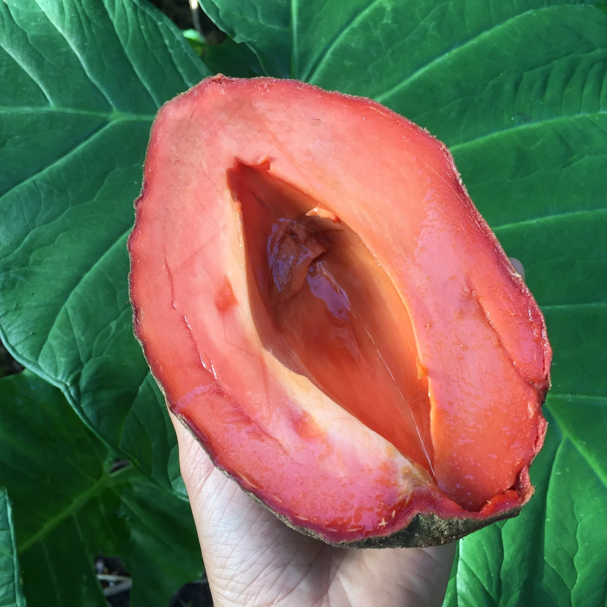 Mamey Sapote - Image 16