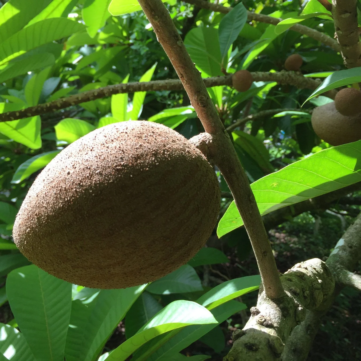 Mamey Sapote - Image 17