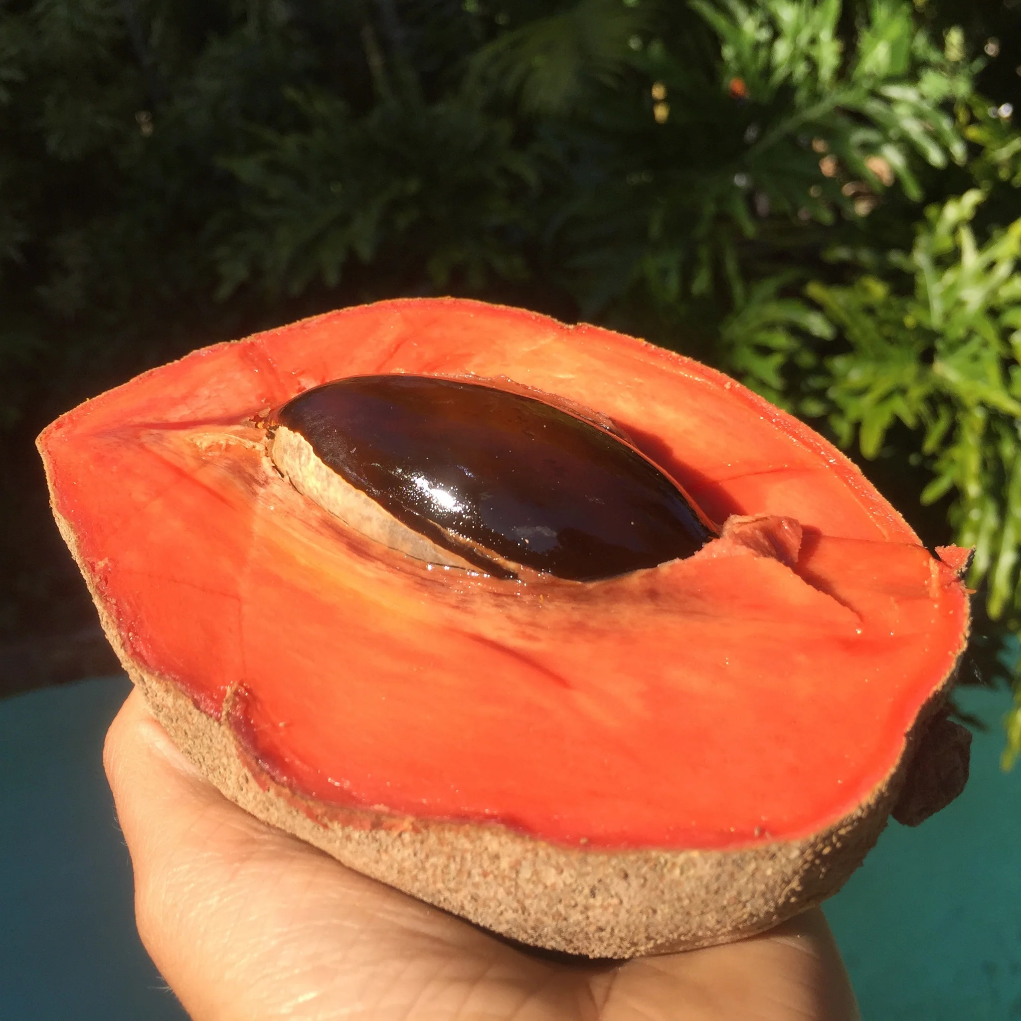 Mamey Sapote - Image 18