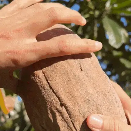 Mamey Sapote - Image 2
