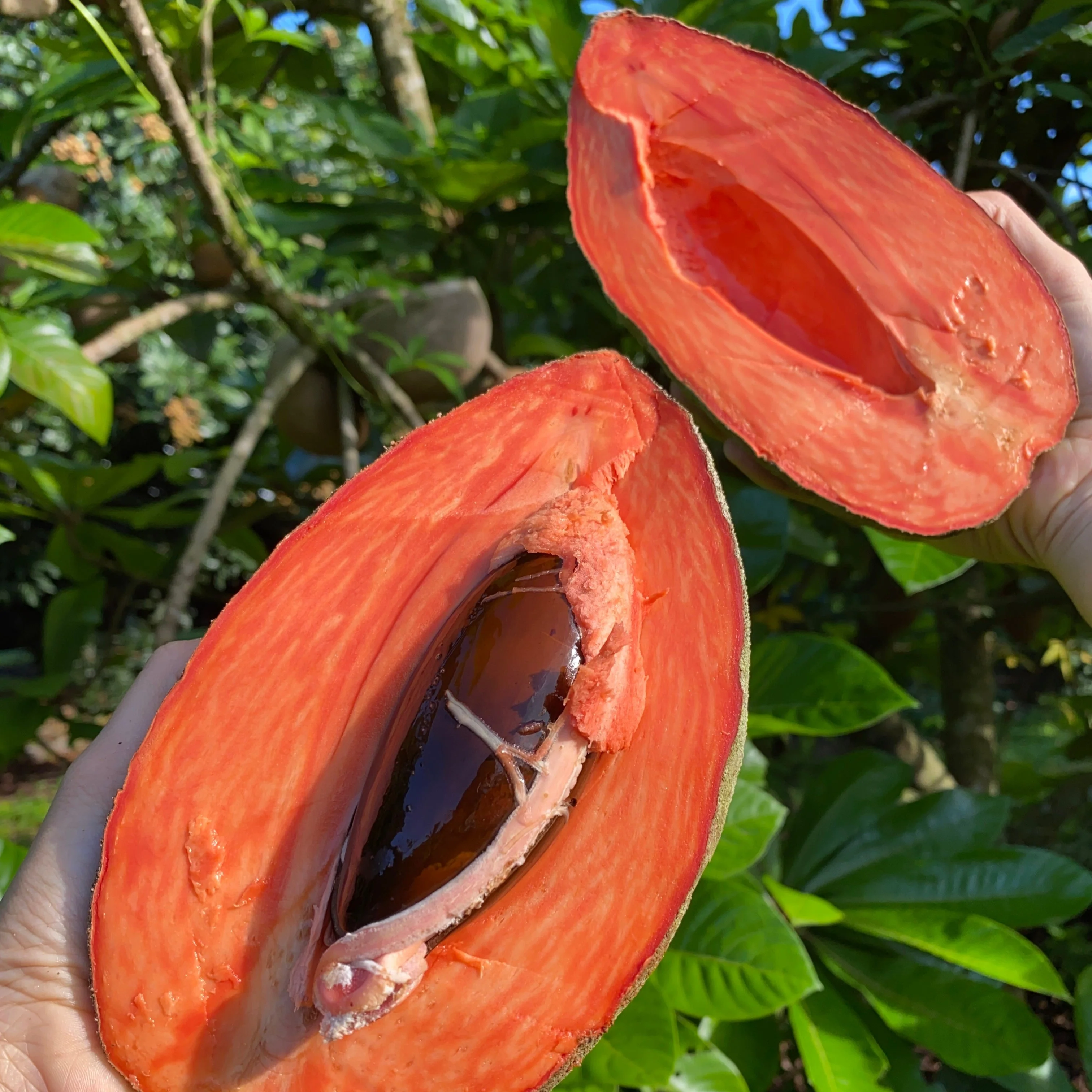 Mamey Sapote - Image 20
