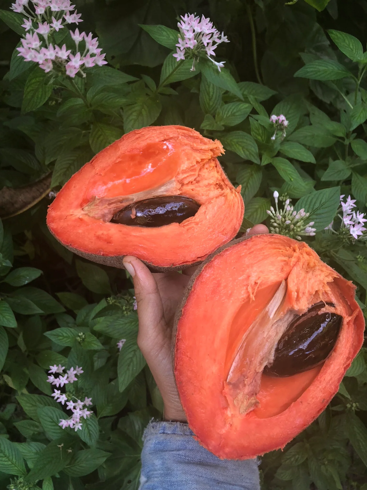Mamey Sapote - Image 22