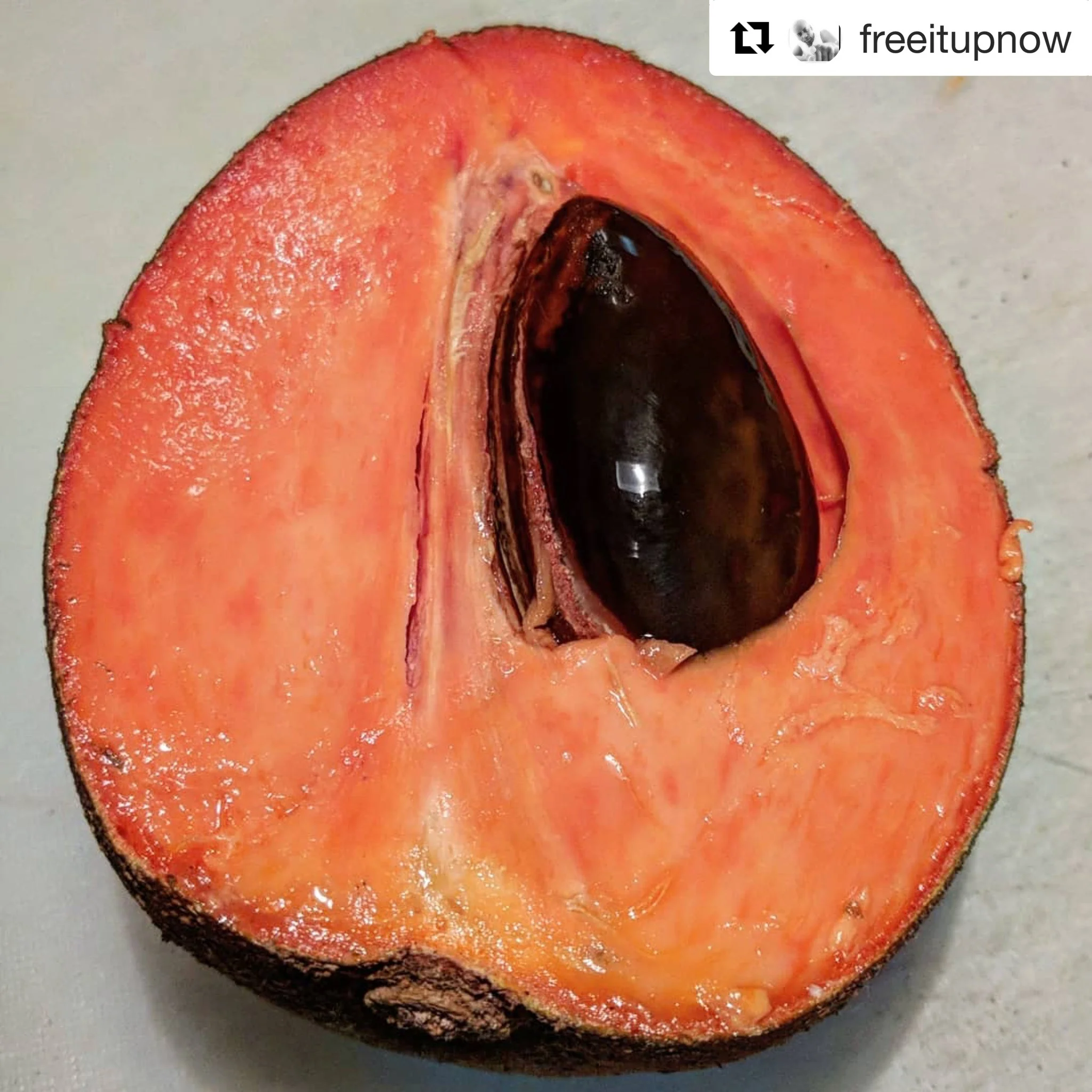 Mamey Sapote - Image 23