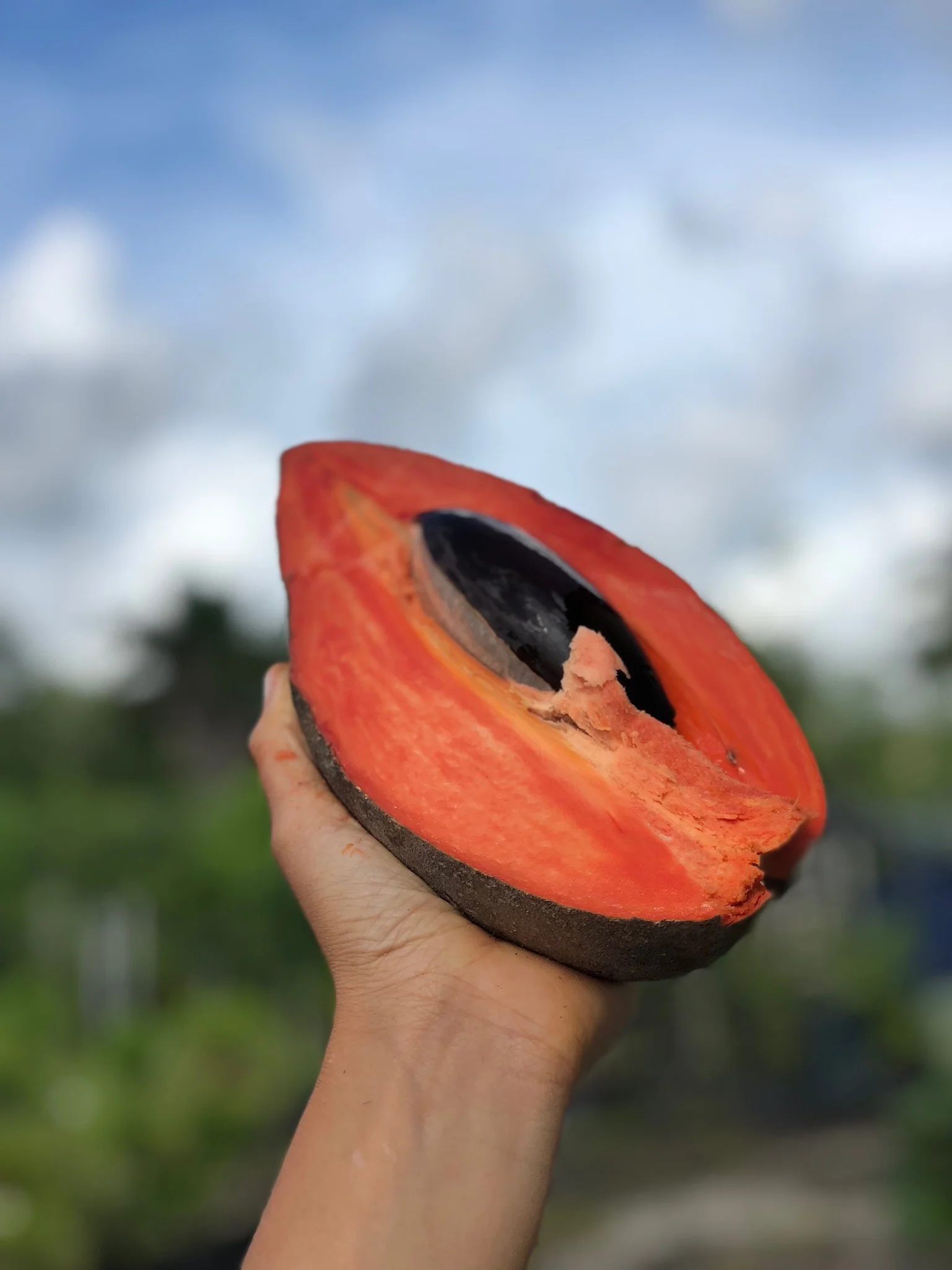 Mamey Sapote - Image 24