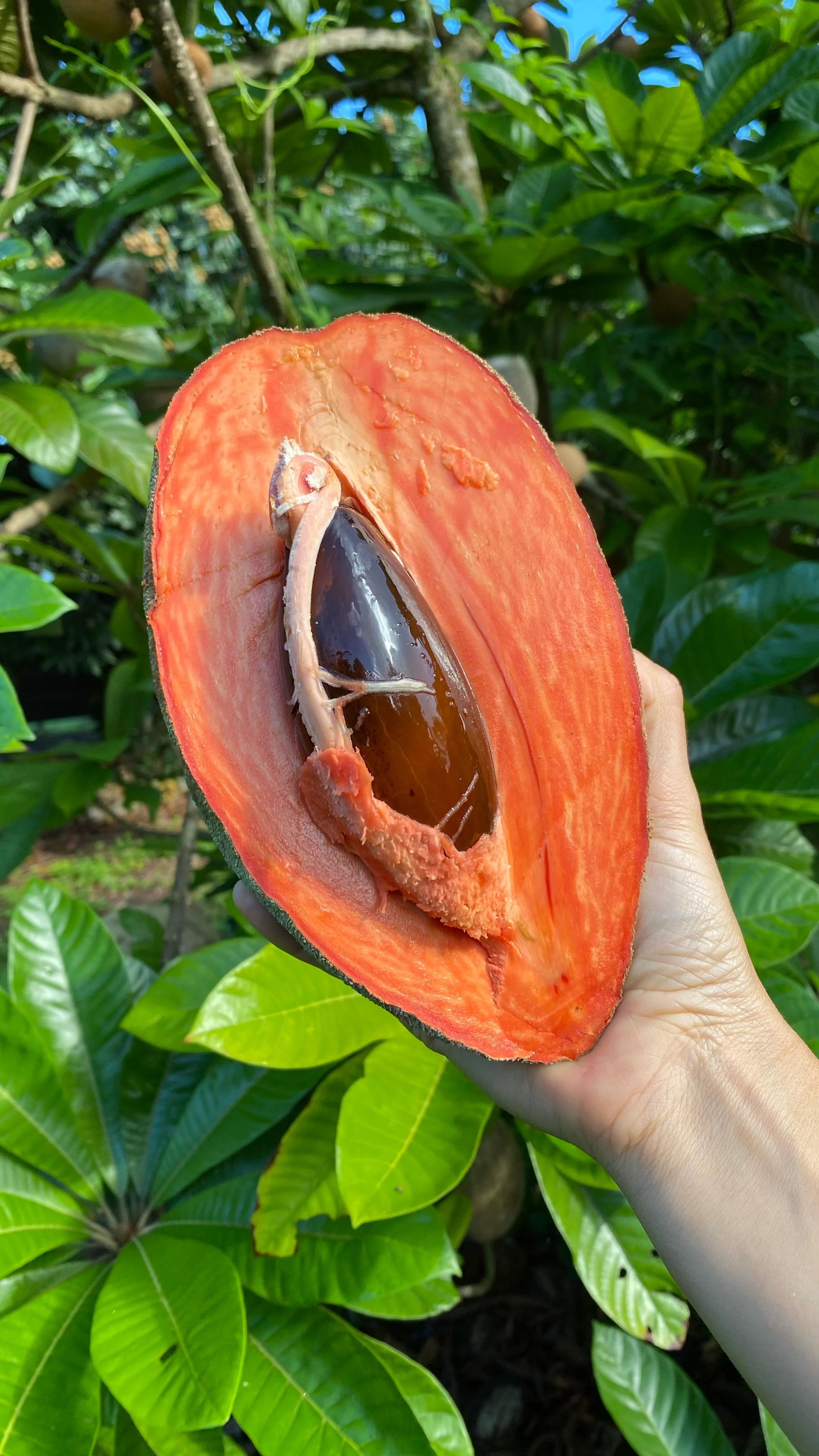 Mamey Sapote - Image 25