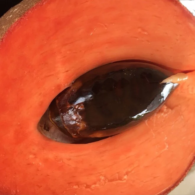 Mamey Sapote - Image 27