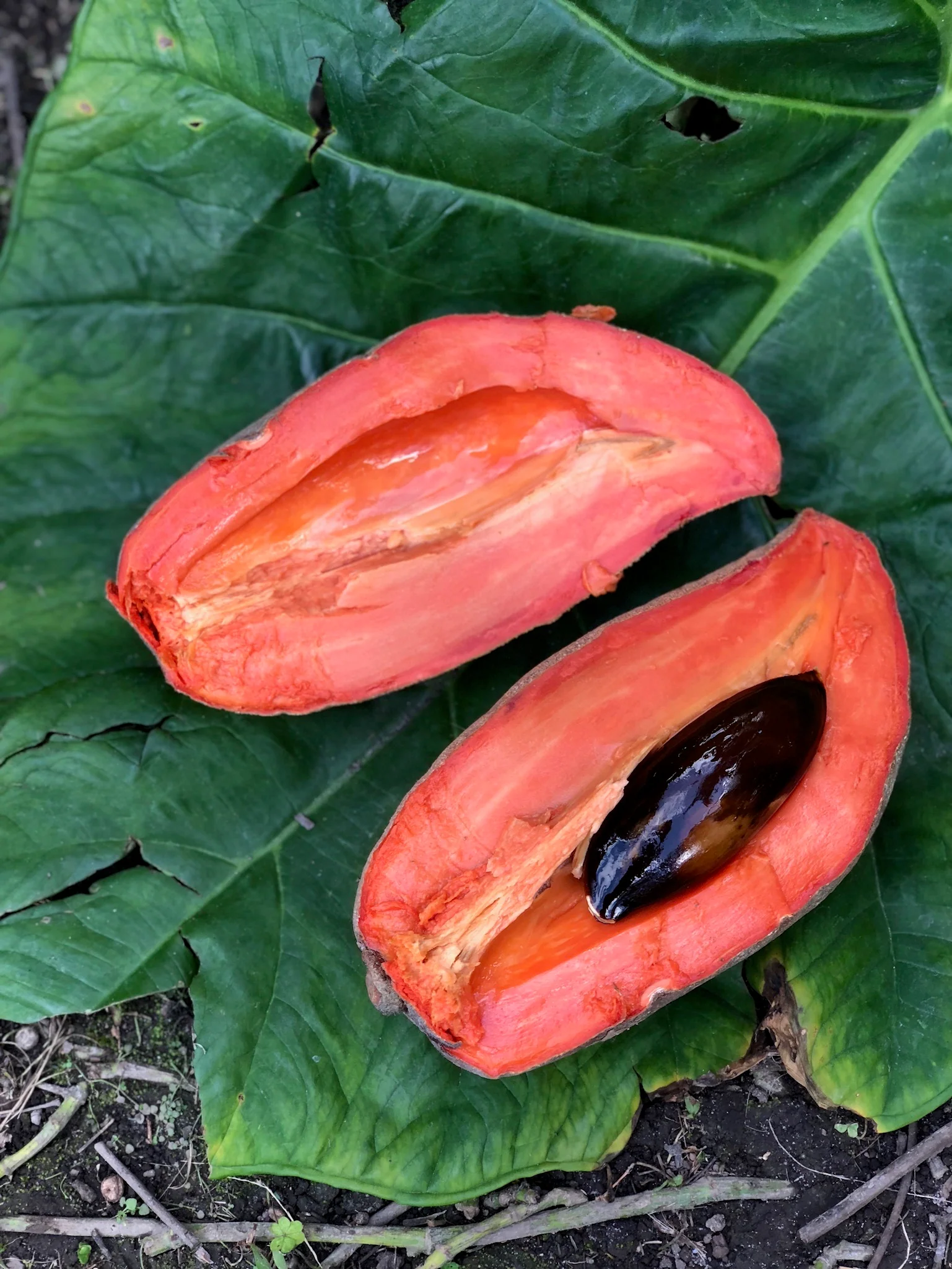 Mamey Sapote - Image 29