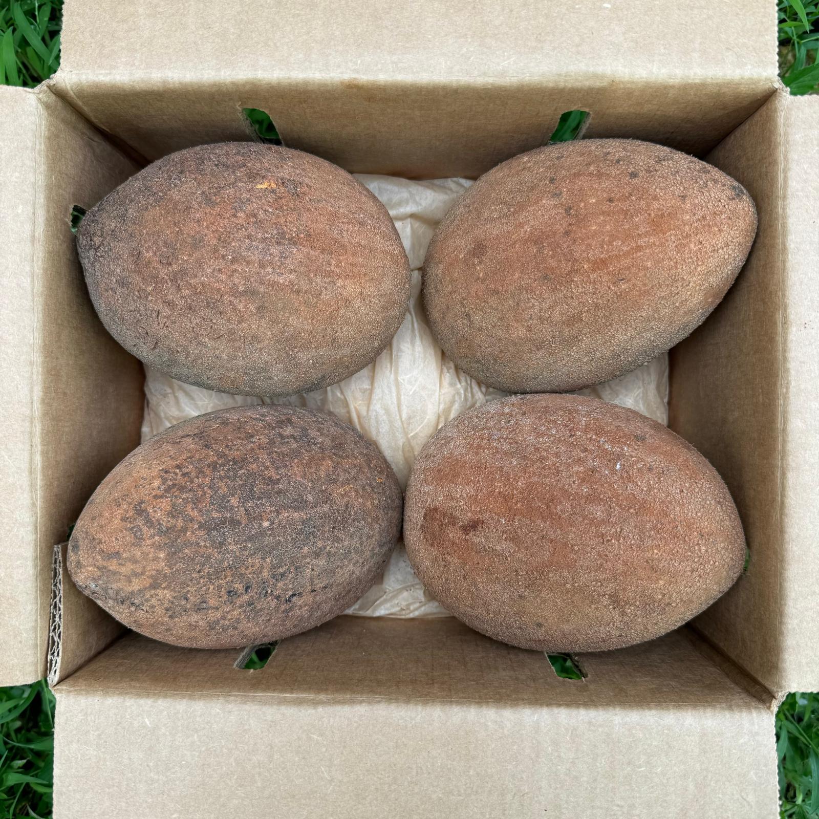 Mamey Sapote - Image 3