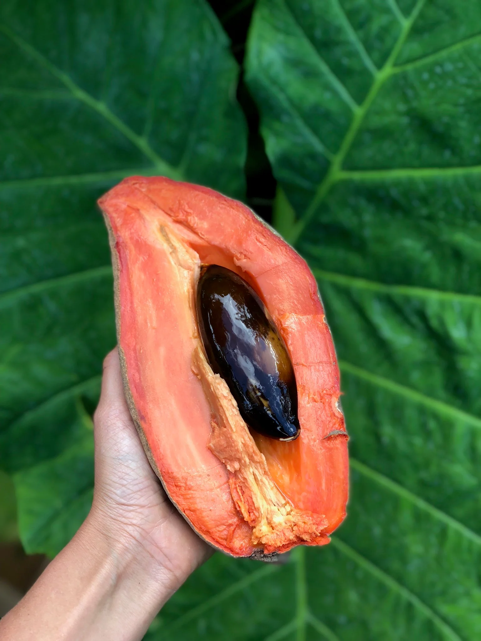 Mamey Sapote - Image 31