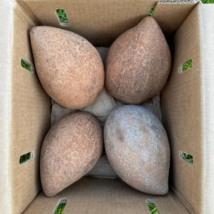 Mamey Sapote - Image 4