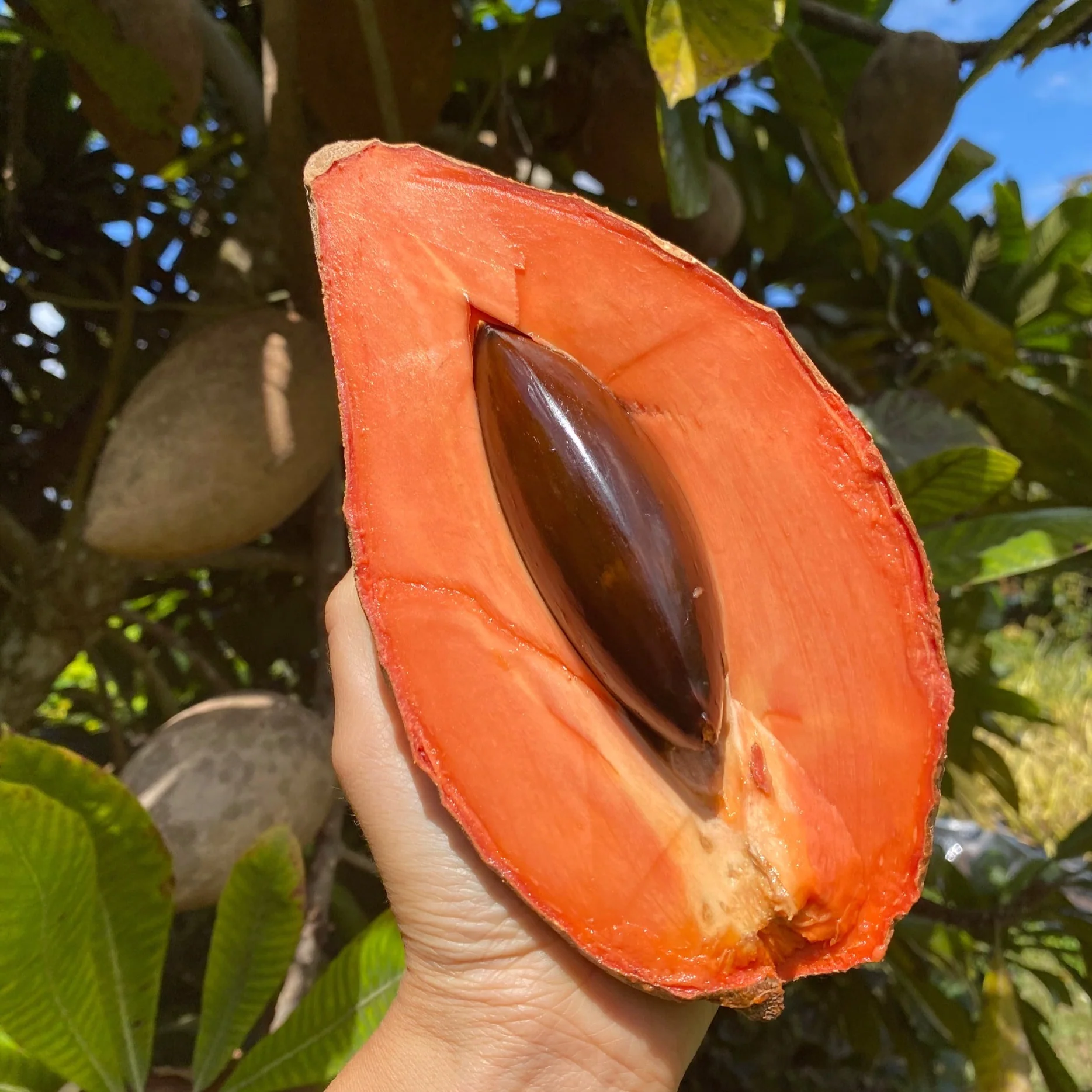 Mamey Sapote - Image 5