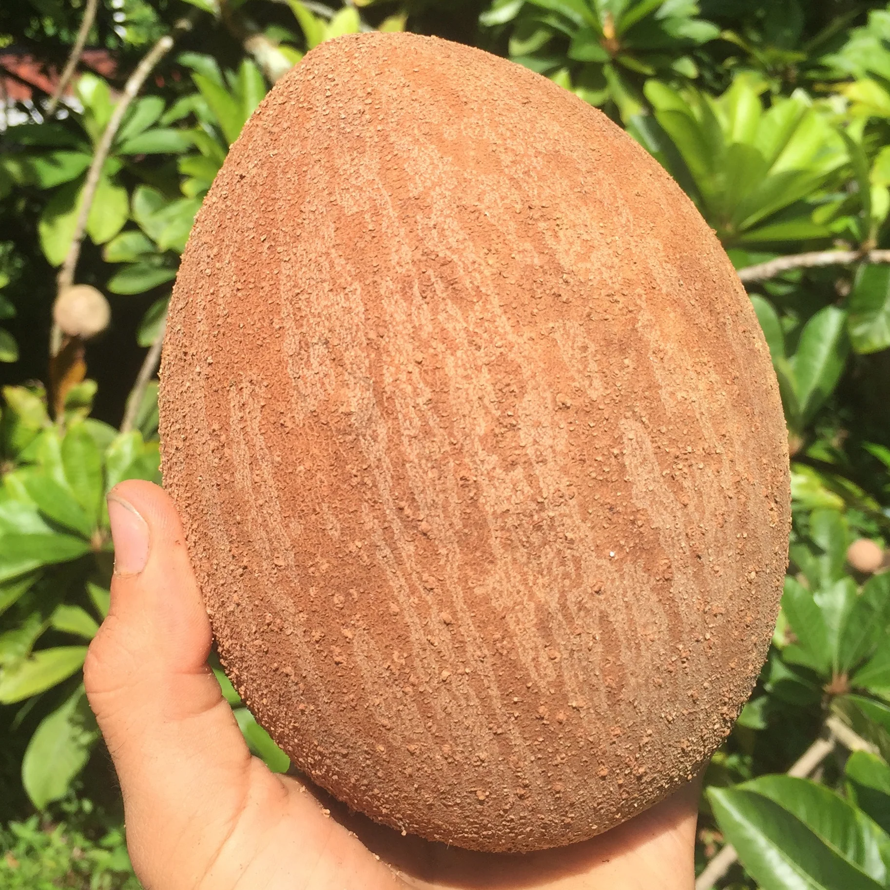Mamey Sapote - Image 6
