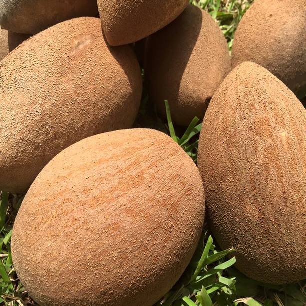 Mamey Sapote - Image 7