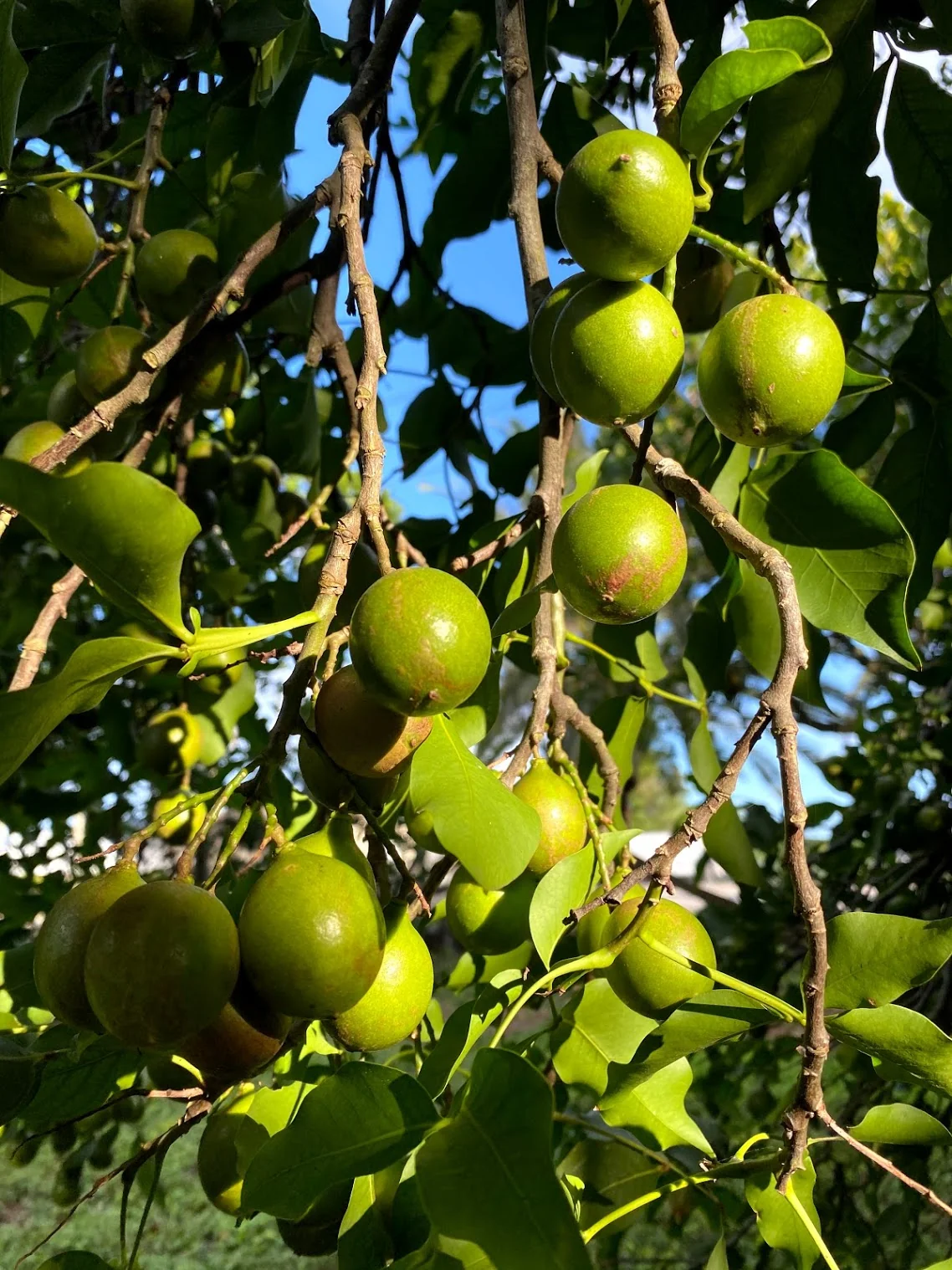 Mamoncillo (Guinep) - Image 3