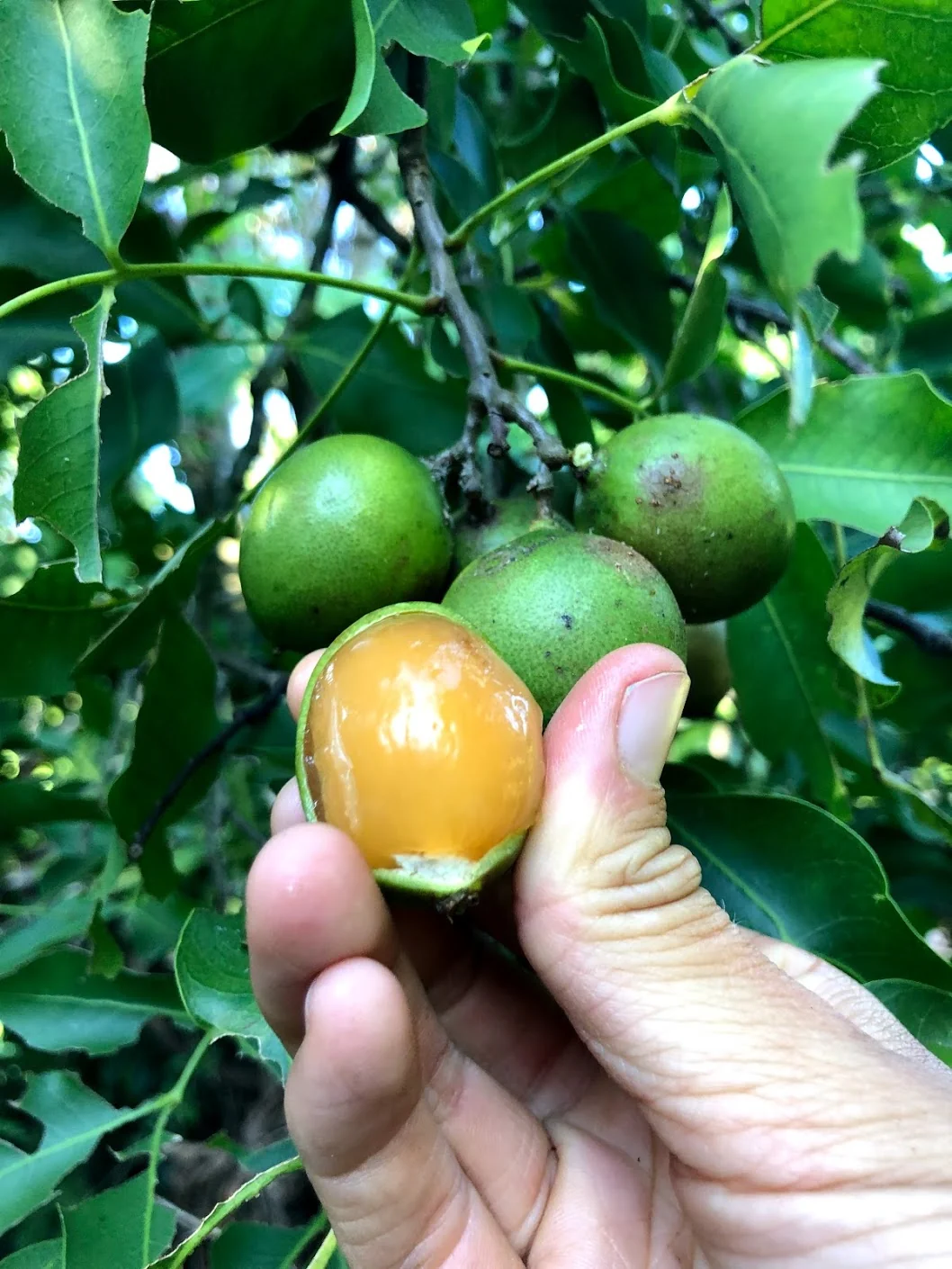 Mamoncillo (Guinep) - Image 4