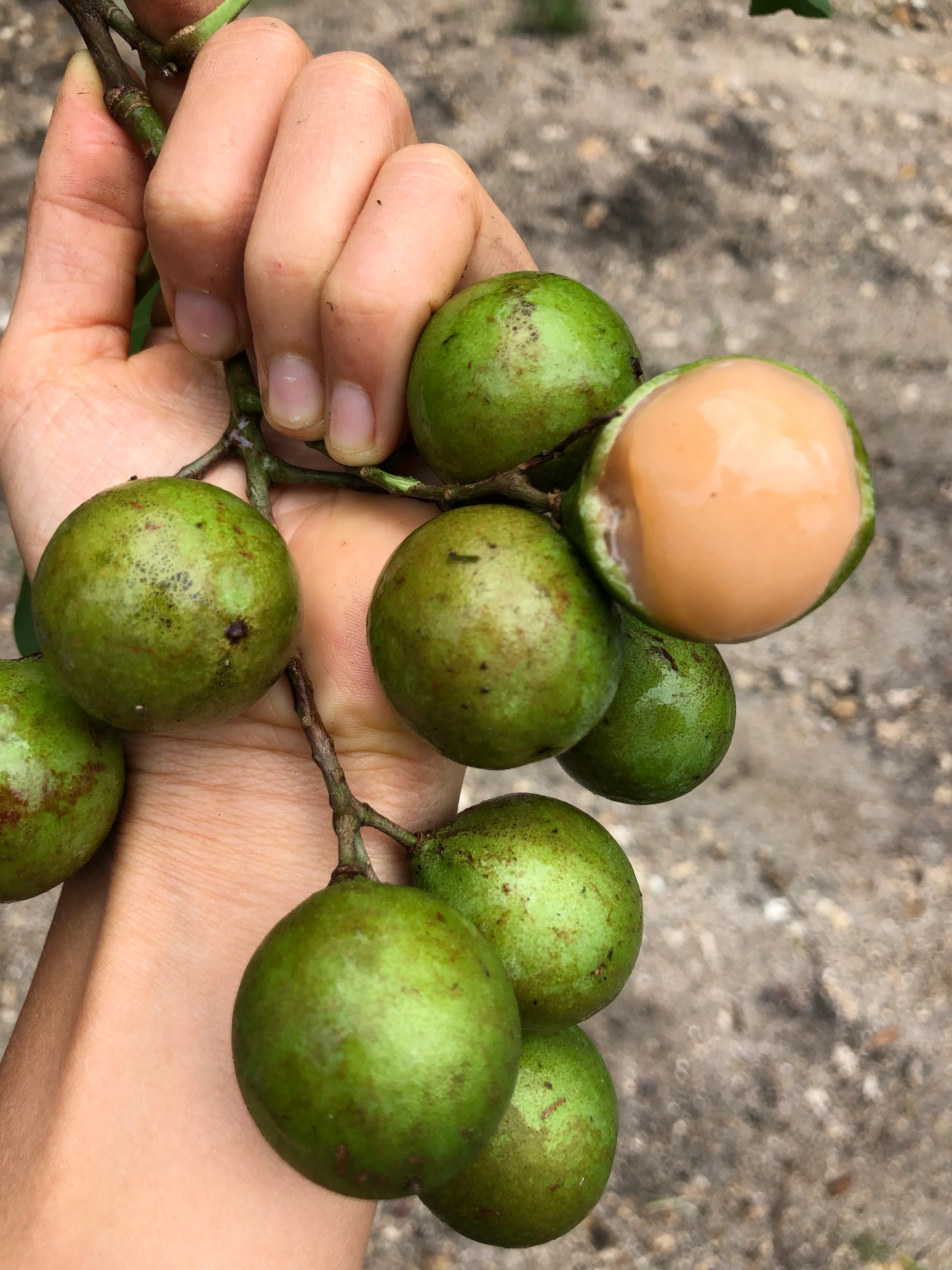 Mamoncillo (Guinep) - Image 7