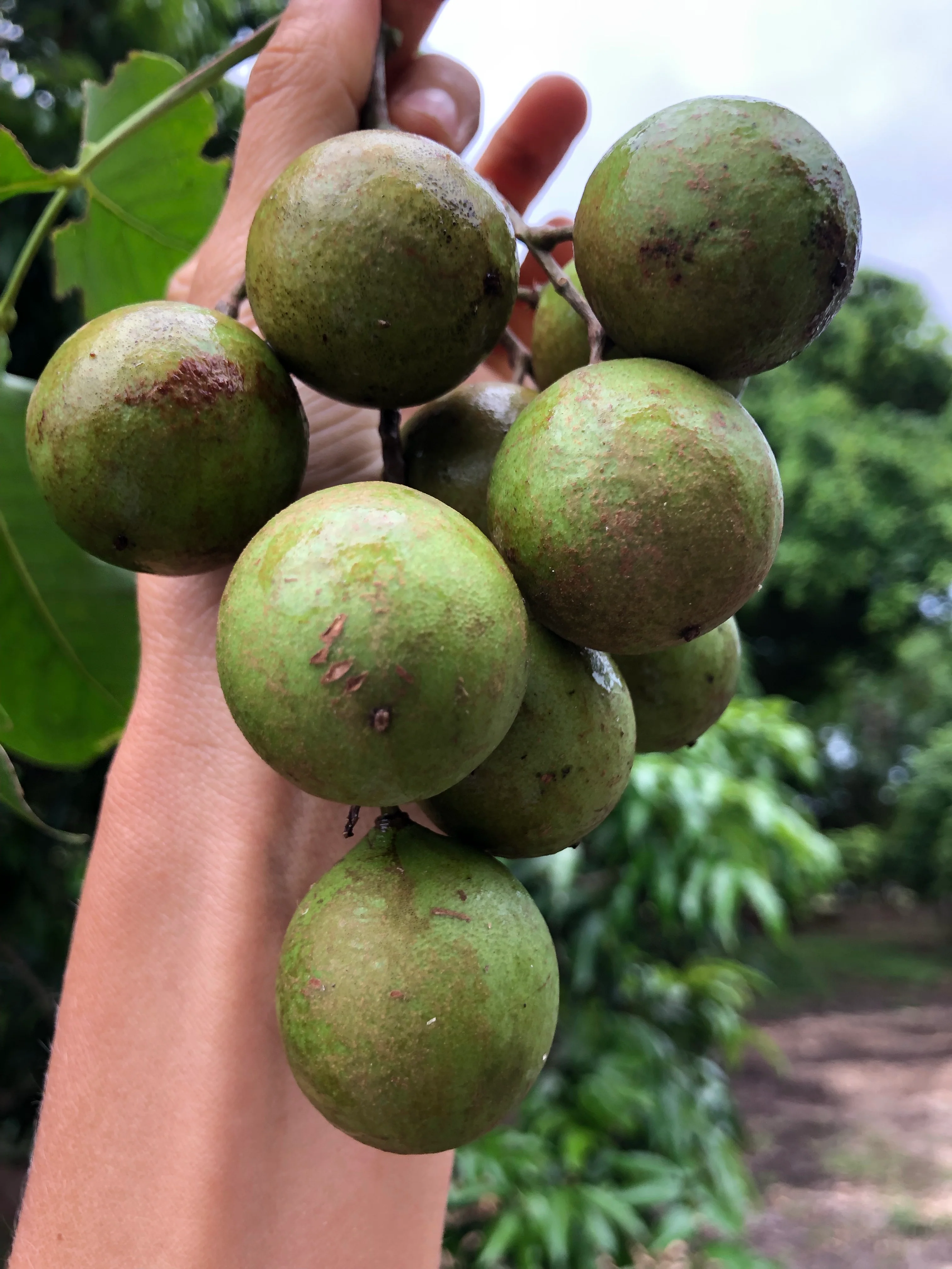Mamoncillo (Guinep) - Image 8