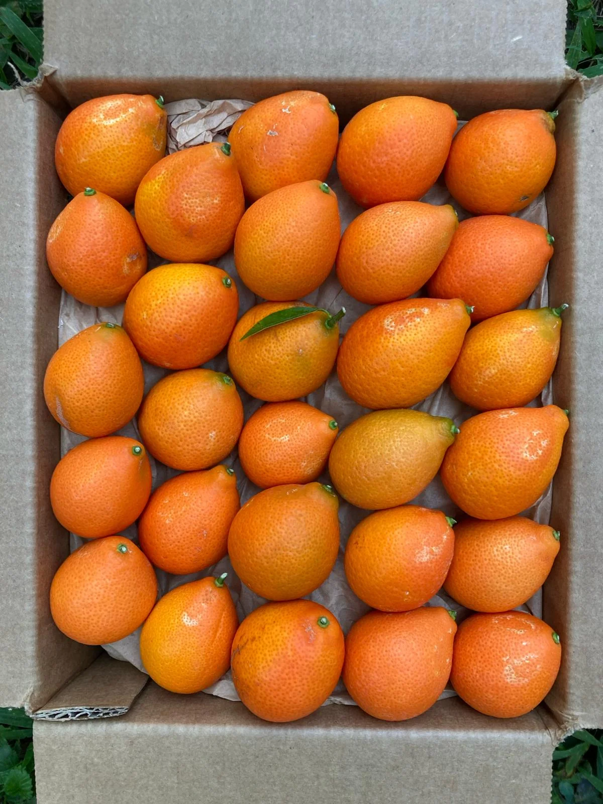 Mandarinquat *Pre-Order* - Image 3