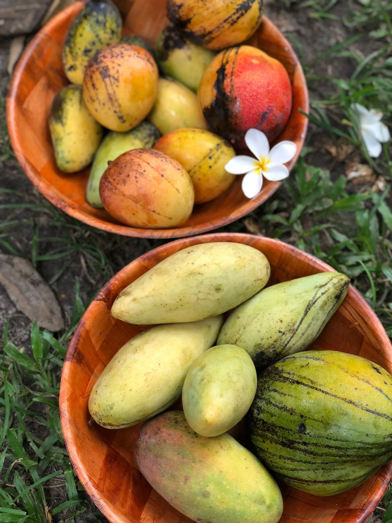 Mango Mix Box - Image 12