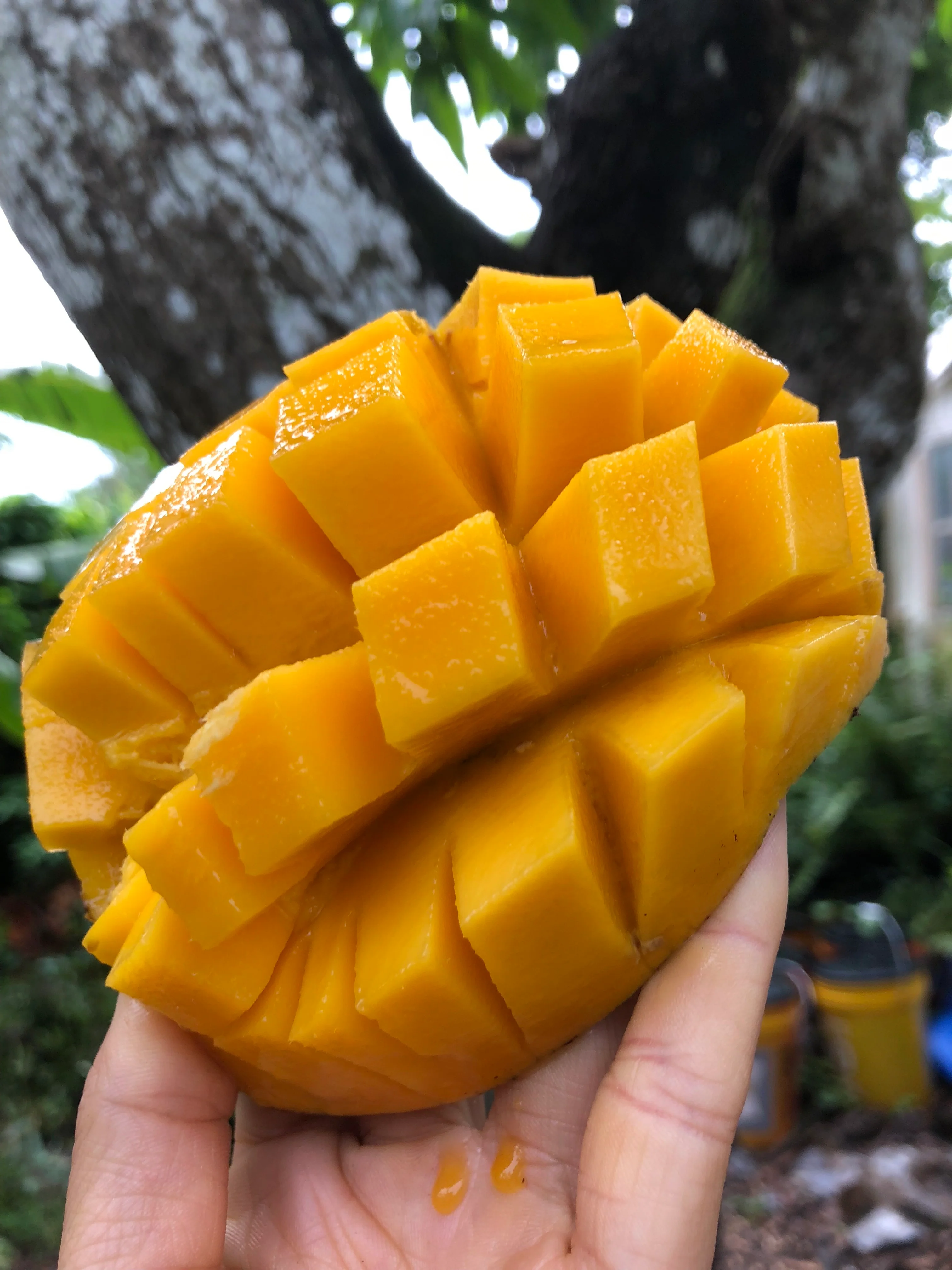 Mango Mix Box - Image 14