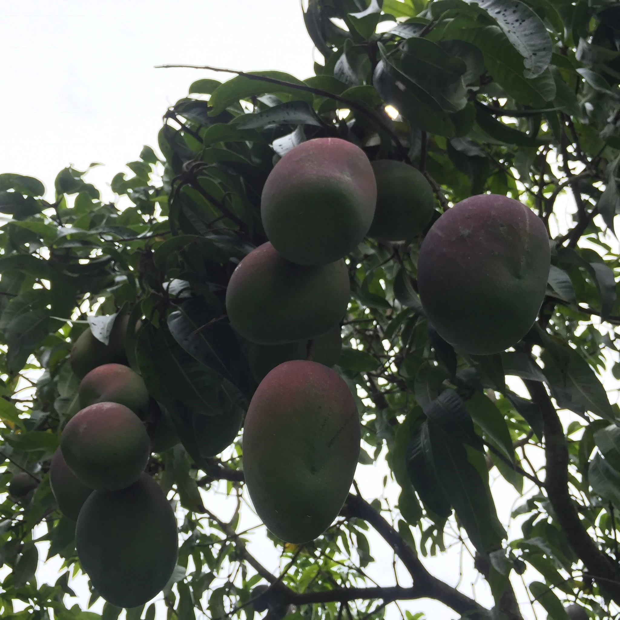 Mango Mix Box - Image 17