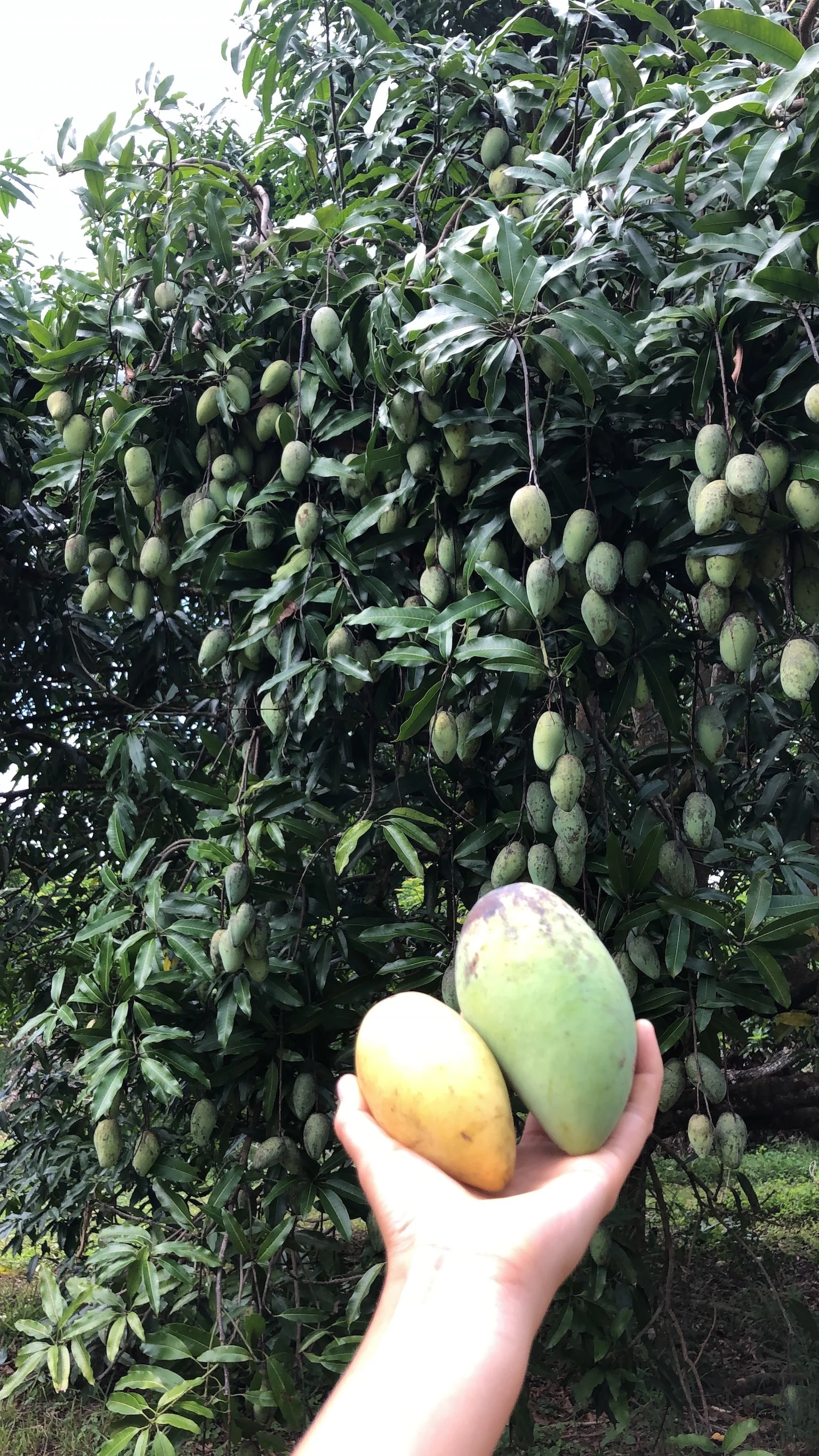 Mango Mix Box - Image 18