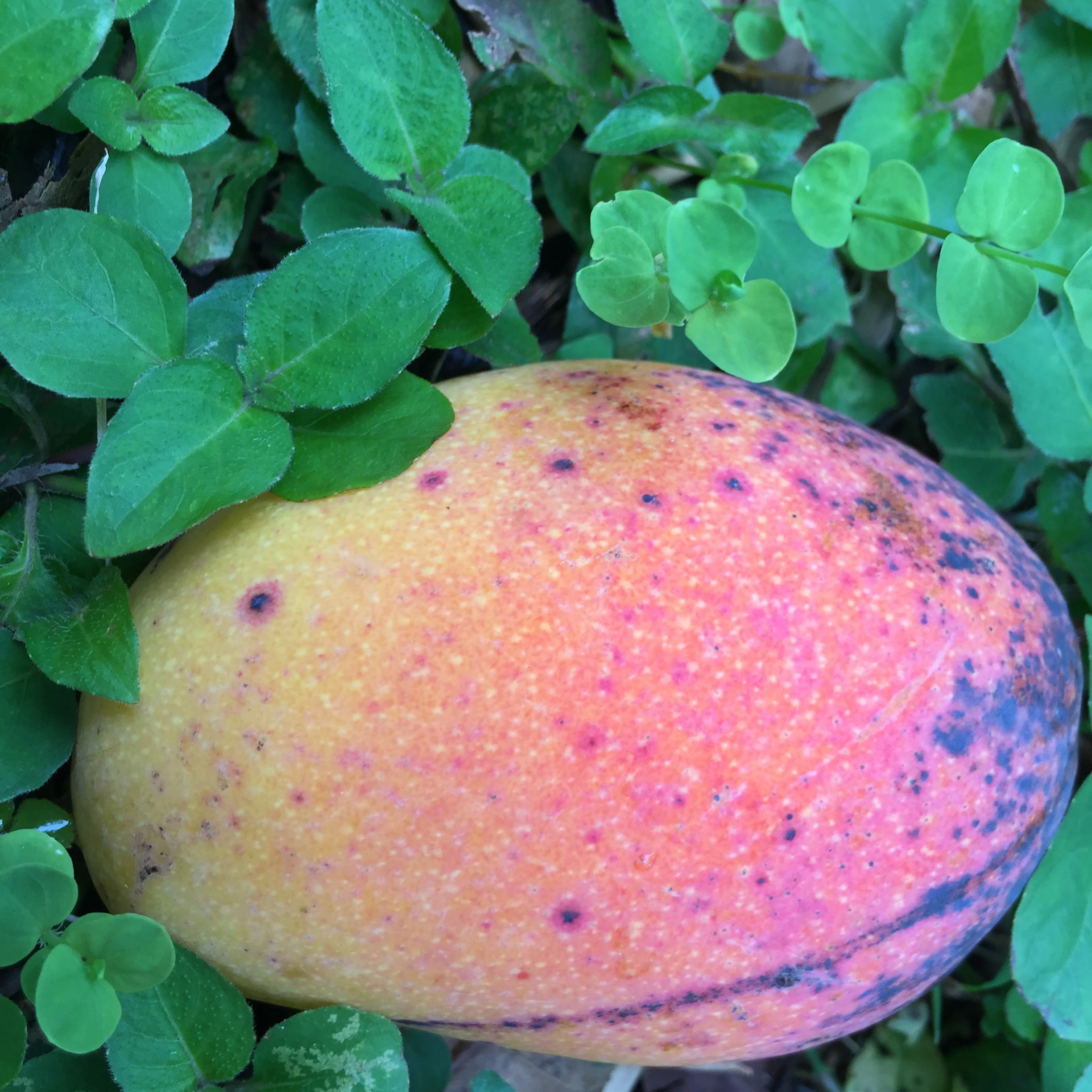 Mango Mix Box - Image 20