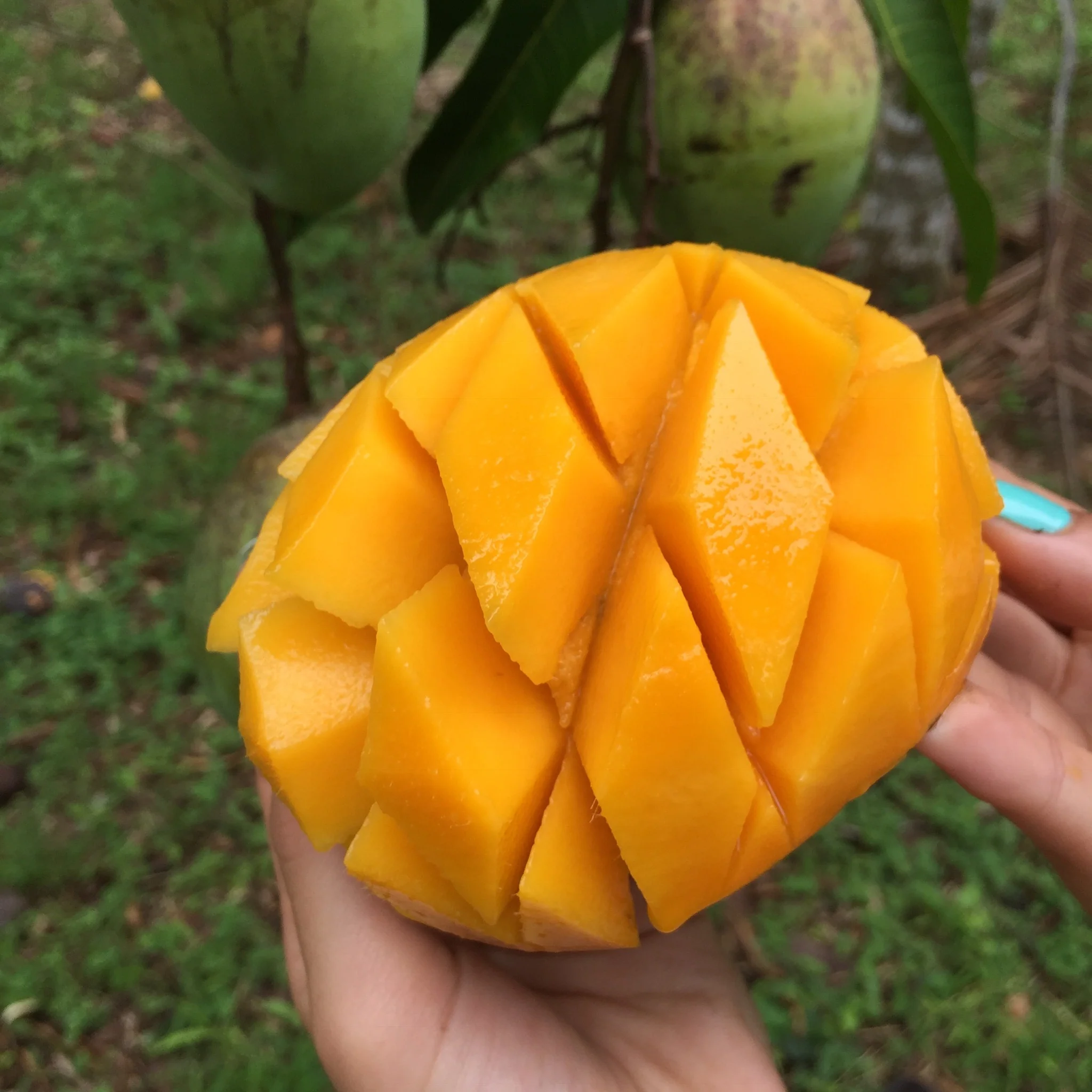 Mango Mix Box - Image 23