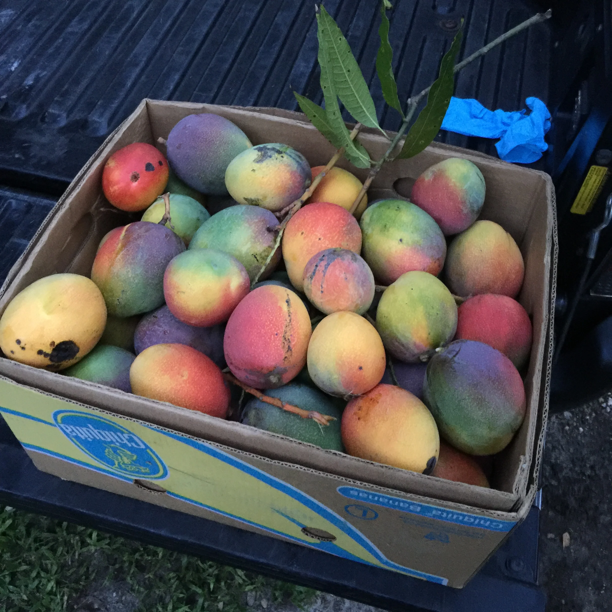 Mango Mix Box - Image 29