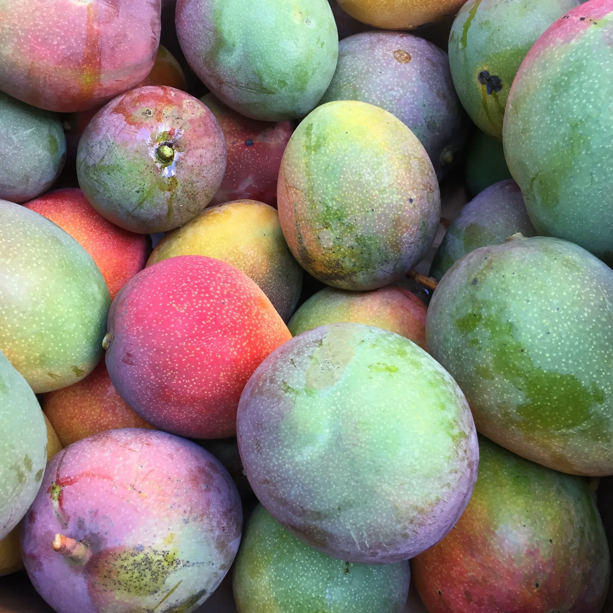 Mango Mix Box - Image 32