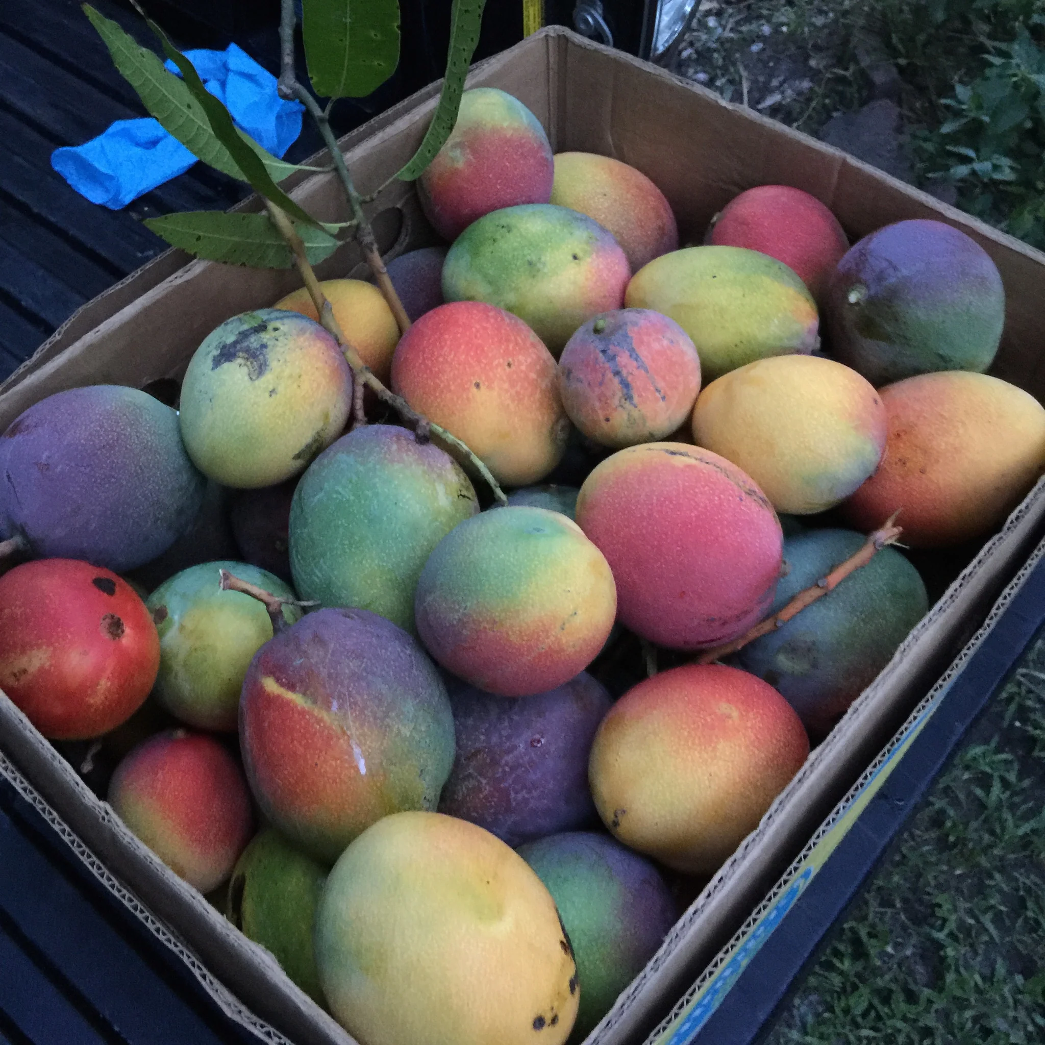 Mango Mix Box - Image 33