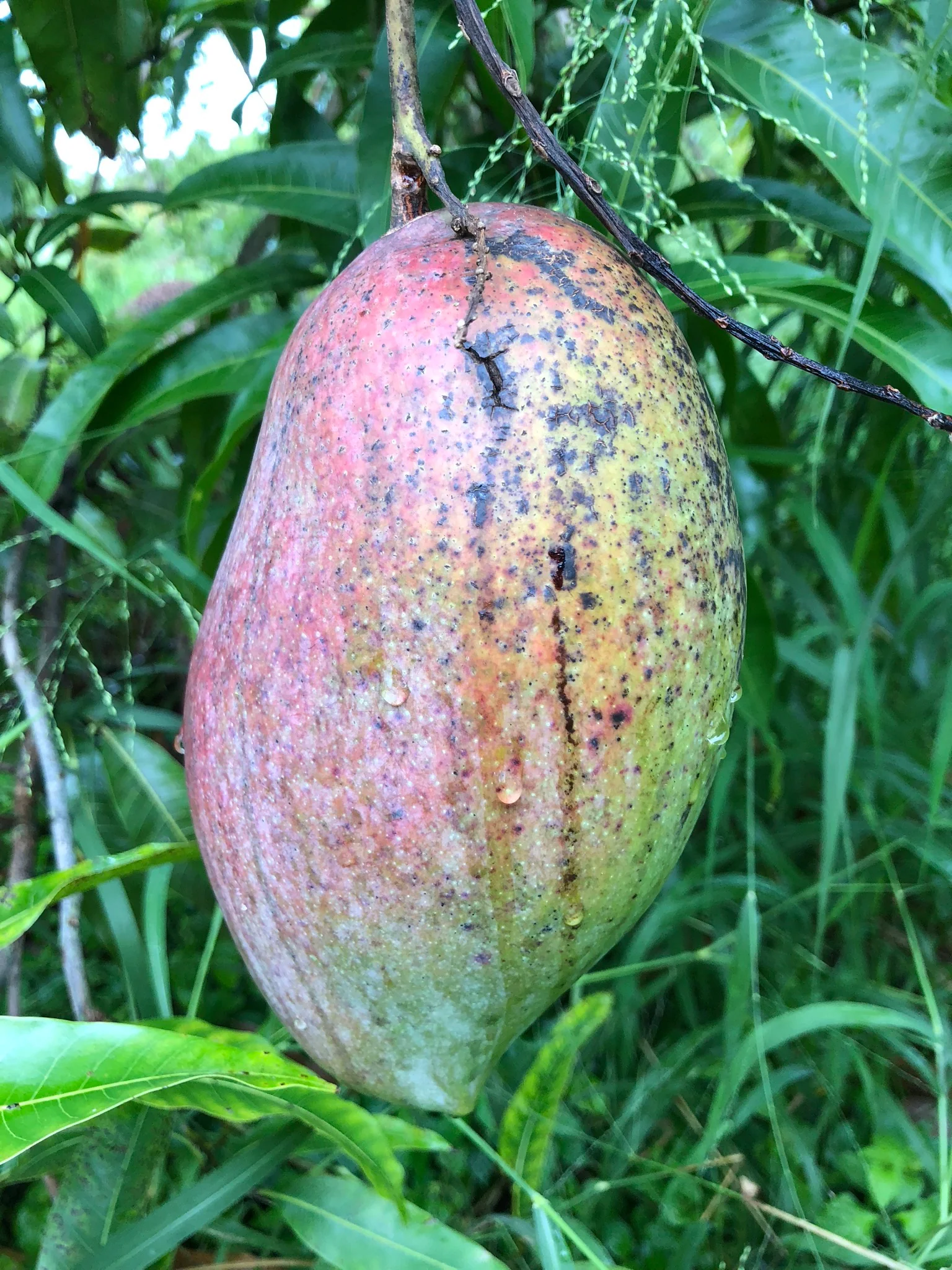 Mango Mix Box - Image 34
