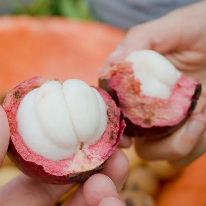Mangosteen - Image 11