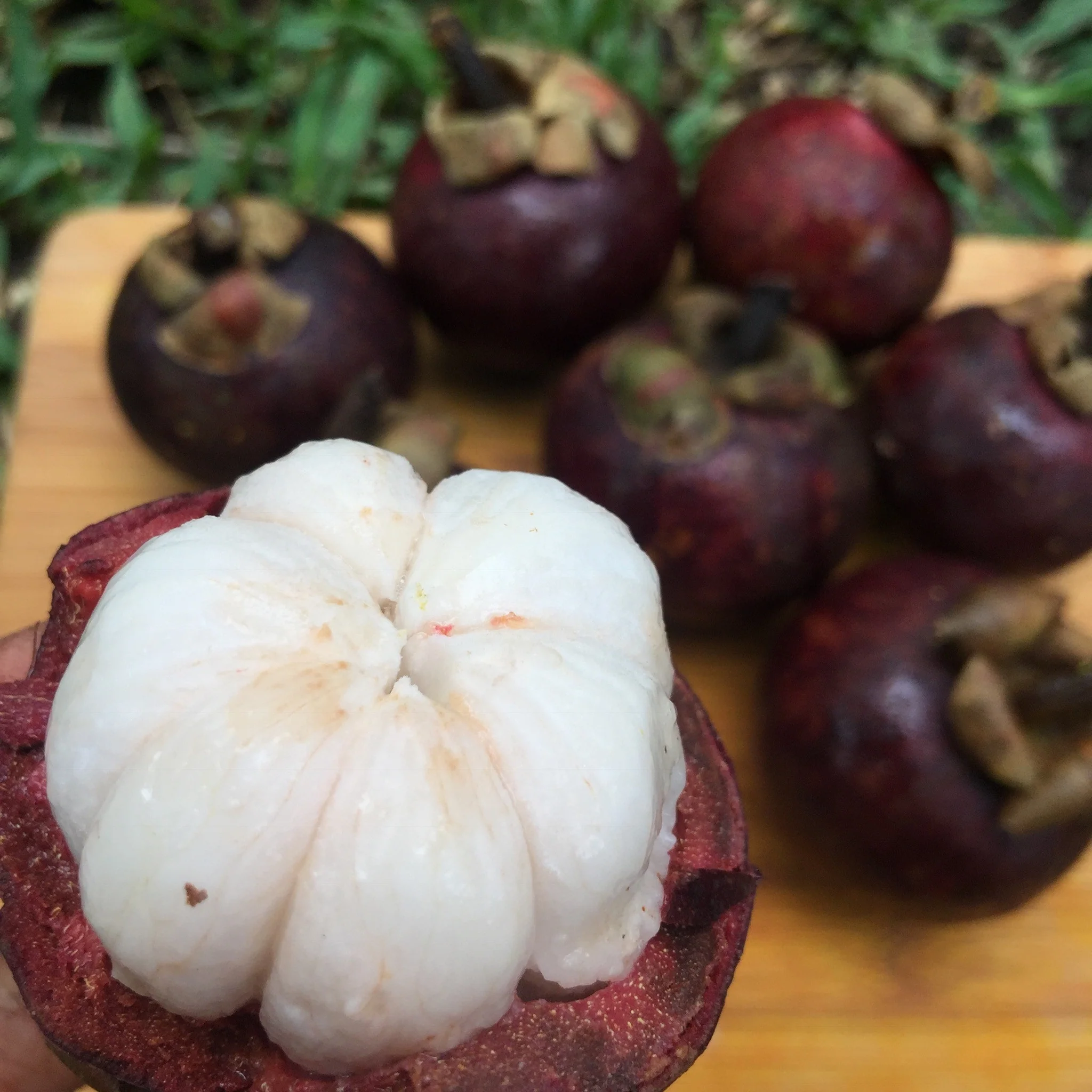 Mangosteen - Image 12