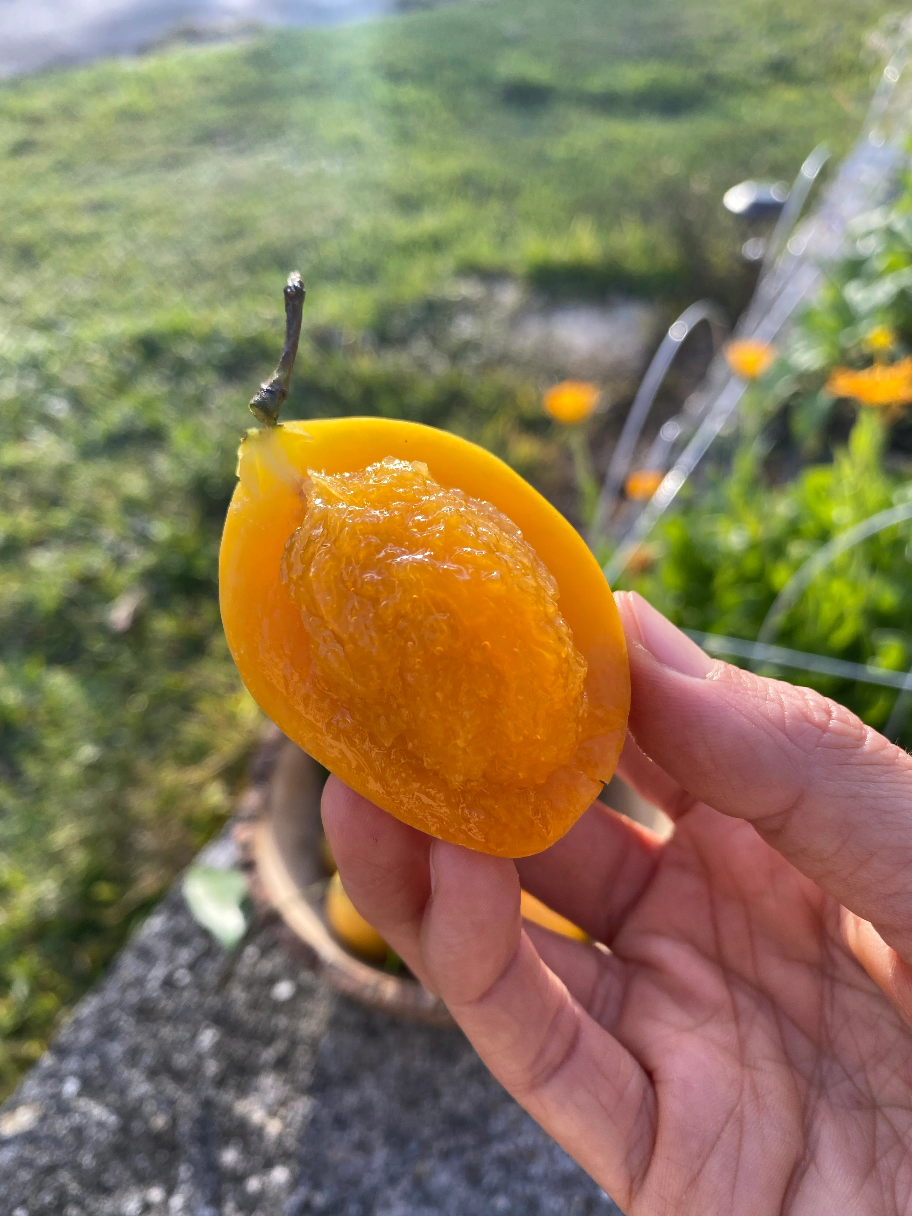 Maprang (Mango Plum) *Pre-Order* - Image 10