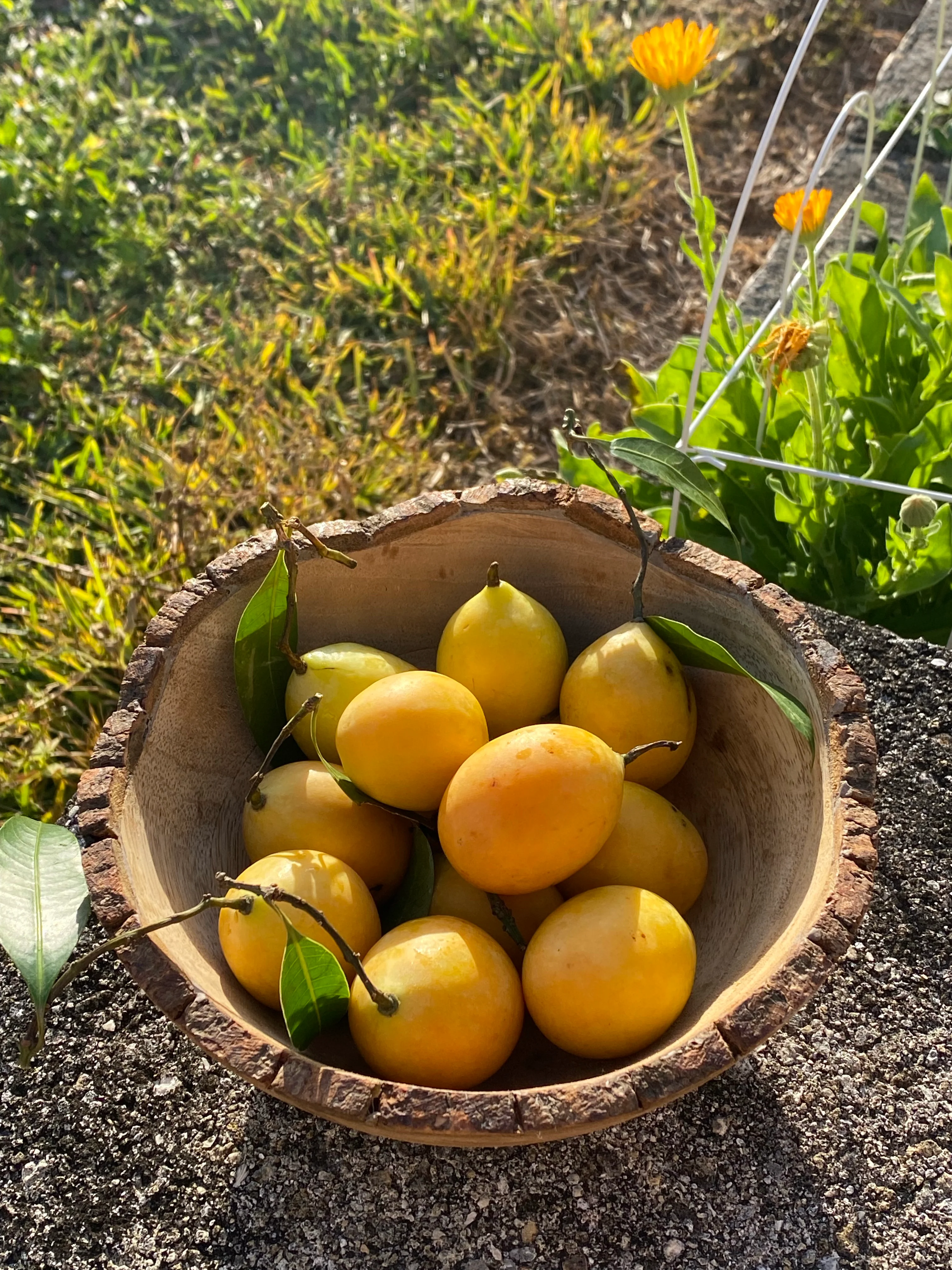 Maprang (Mango Plum) *Pre-Order* - Image 5