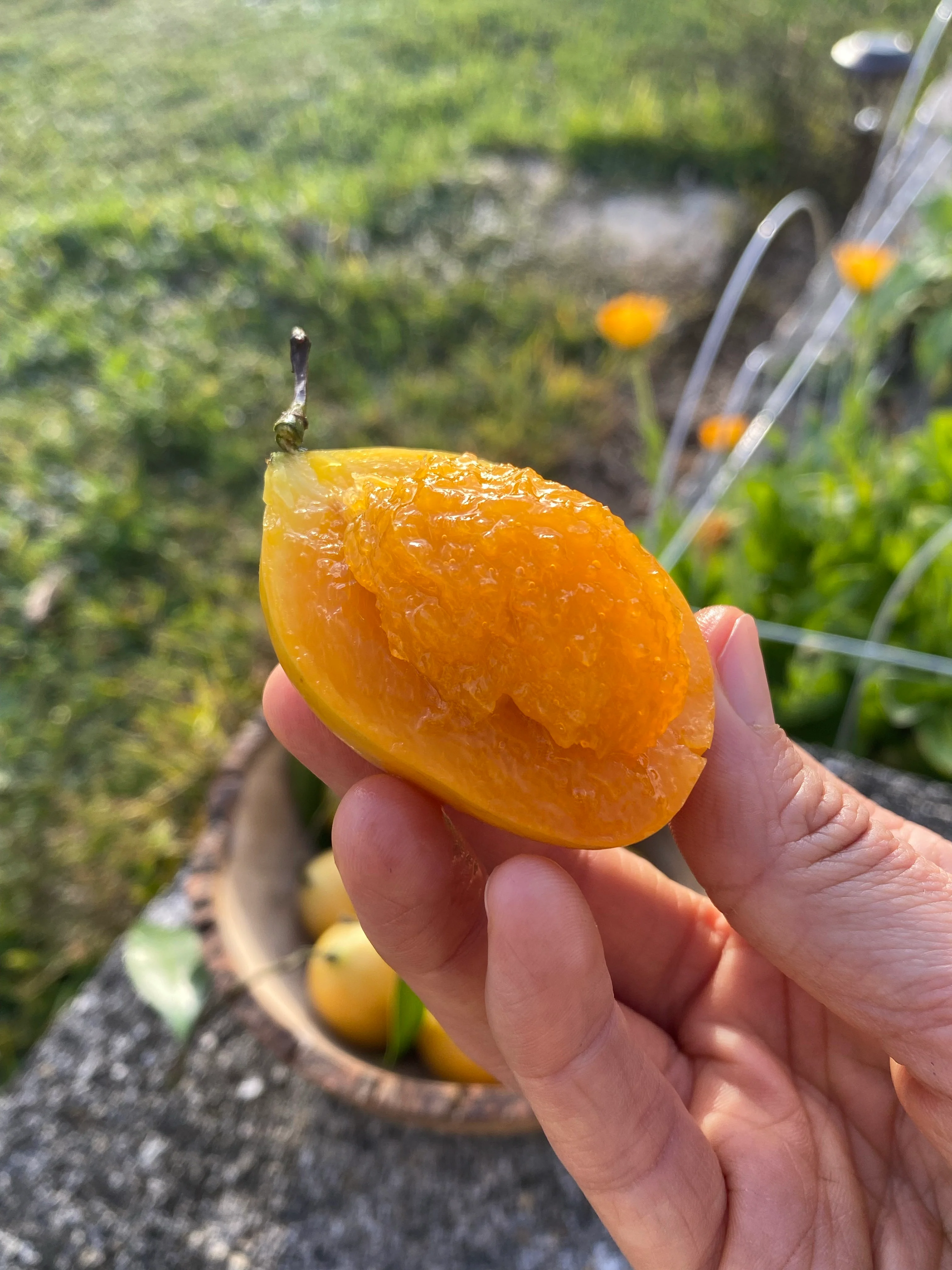Maprang (Mango Plum) *Pre-Order* - Image 6
