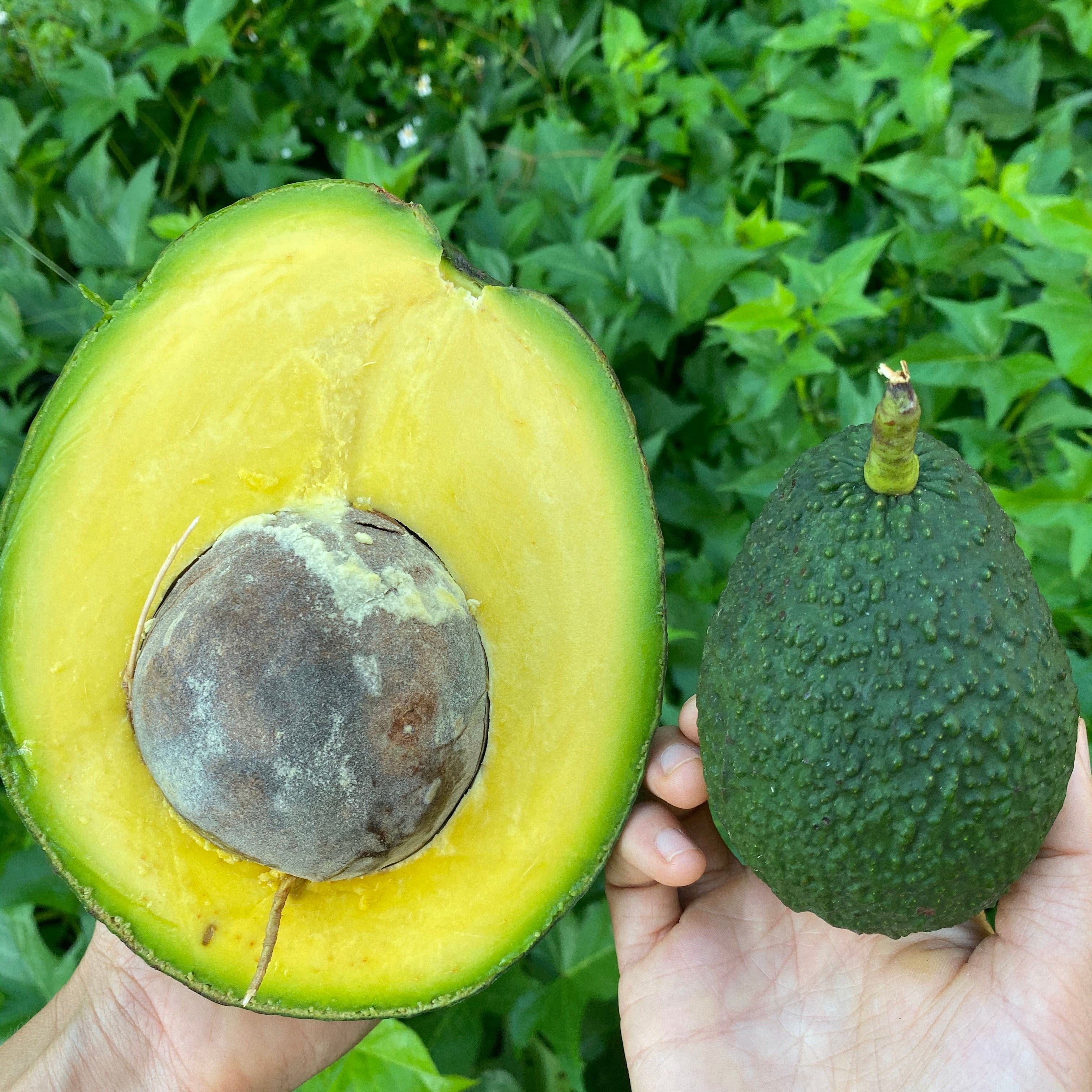 Marcus Pumpkin Avocado *Pre-Order* - Image 5