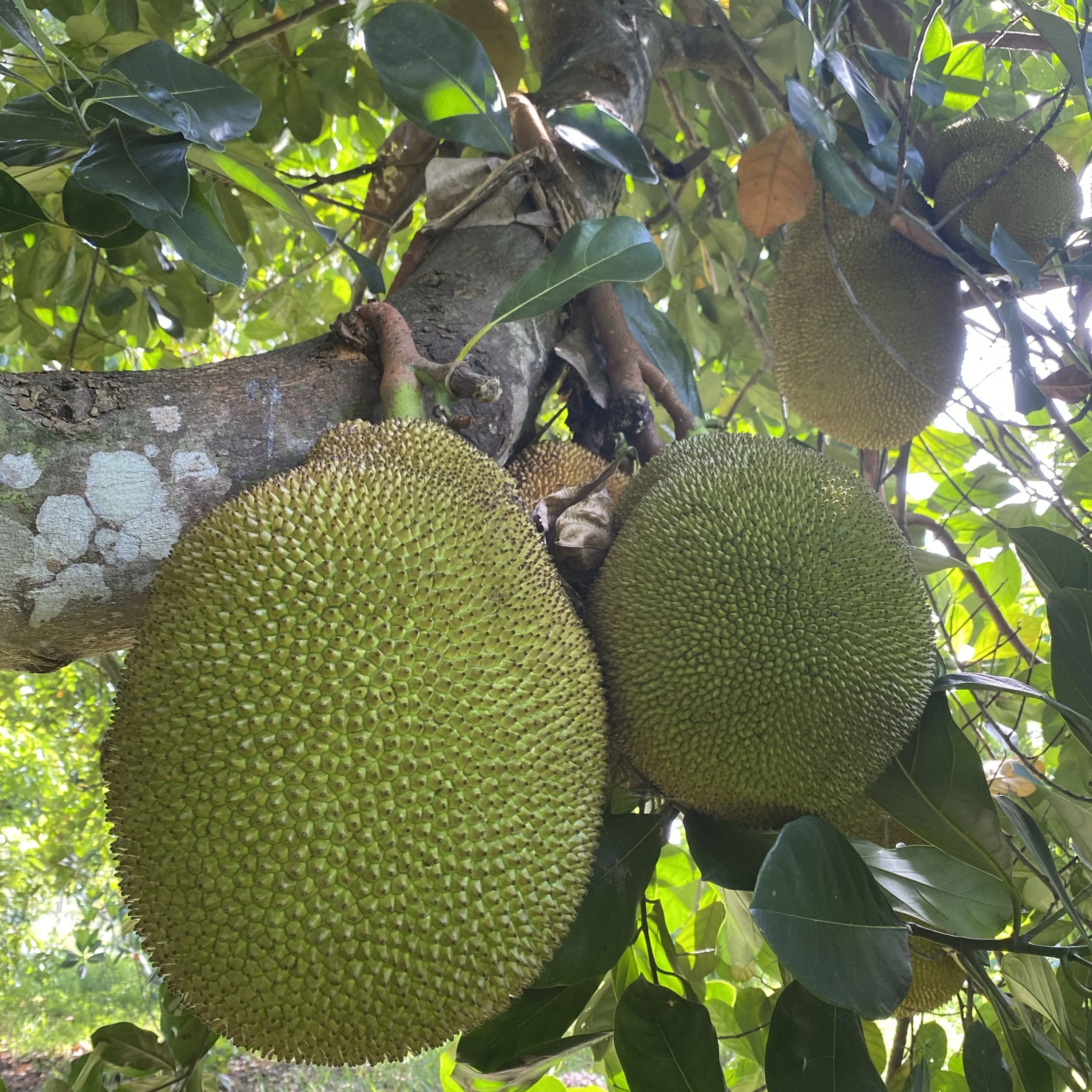 Mushy Jackfruit *Pre-Order* - Image 3