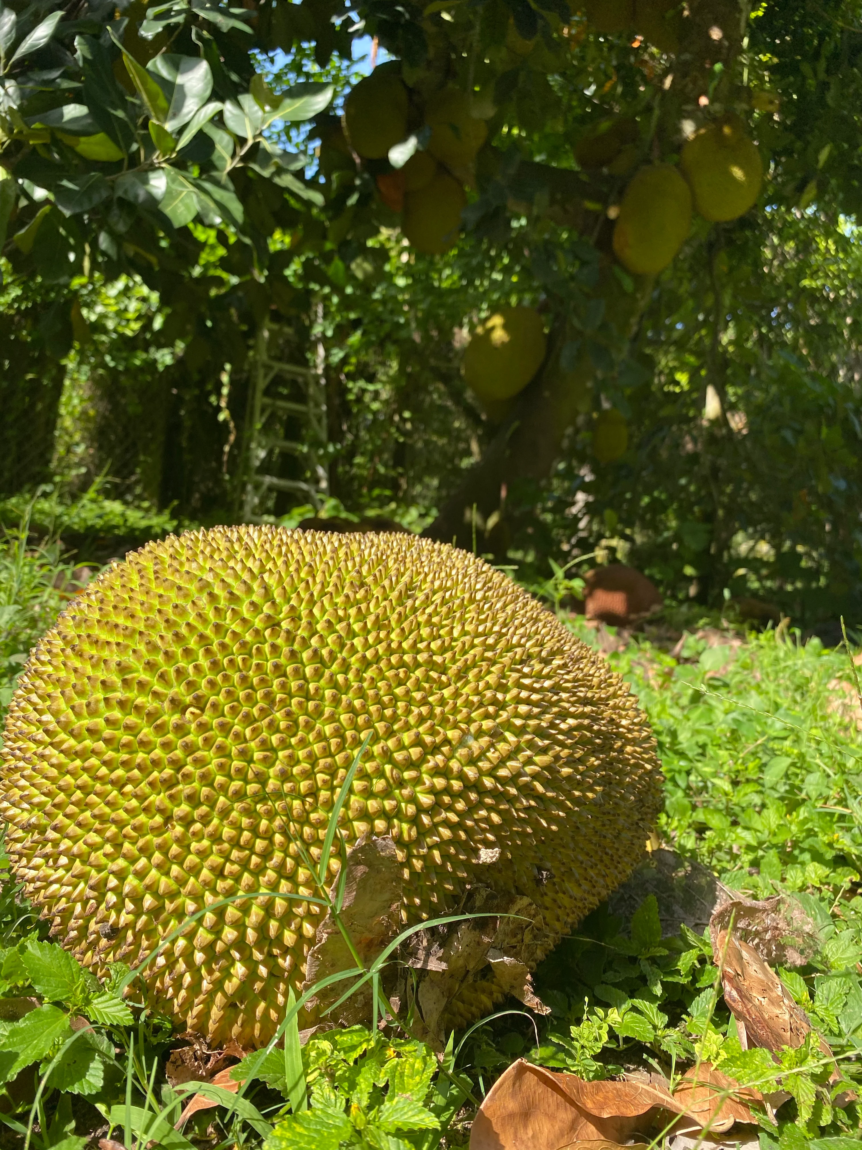 Mushy Jackfruit *Pre-Order* - Image 4