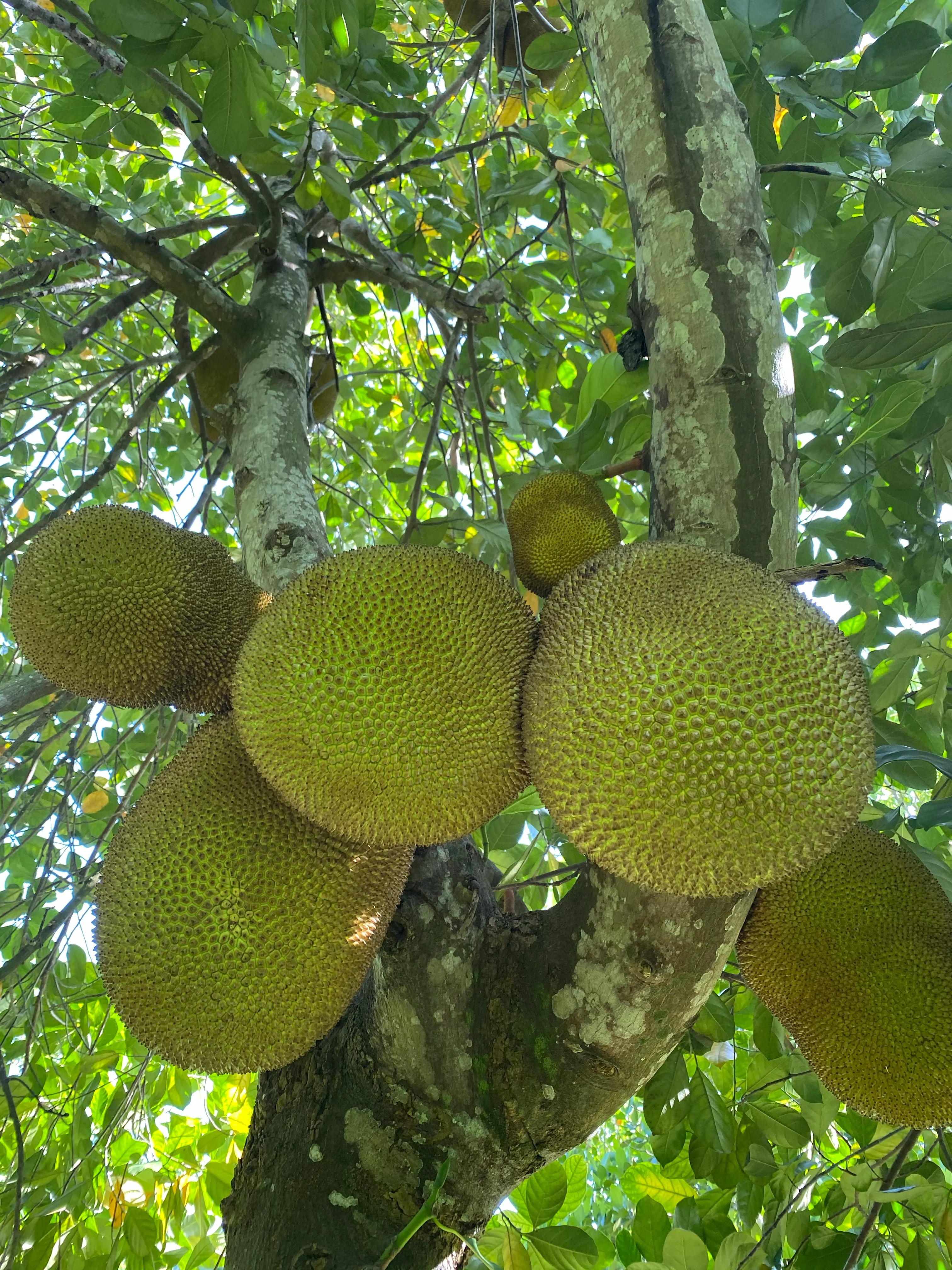 Mushy Jackfruit *Pre-Order* - Image 5